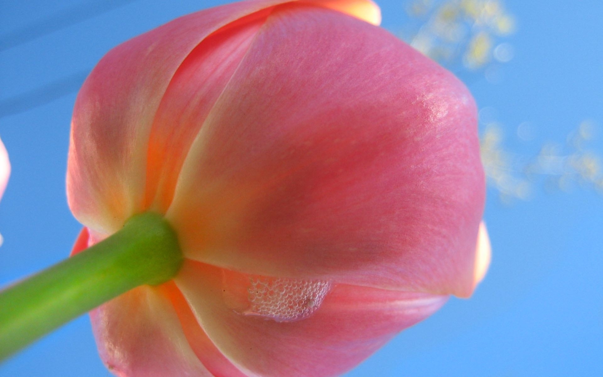 Laden Sie das Tulpen, Blumen, Pflanzen-Bild kostenlos auf Ihren PC-Desktop herunter
