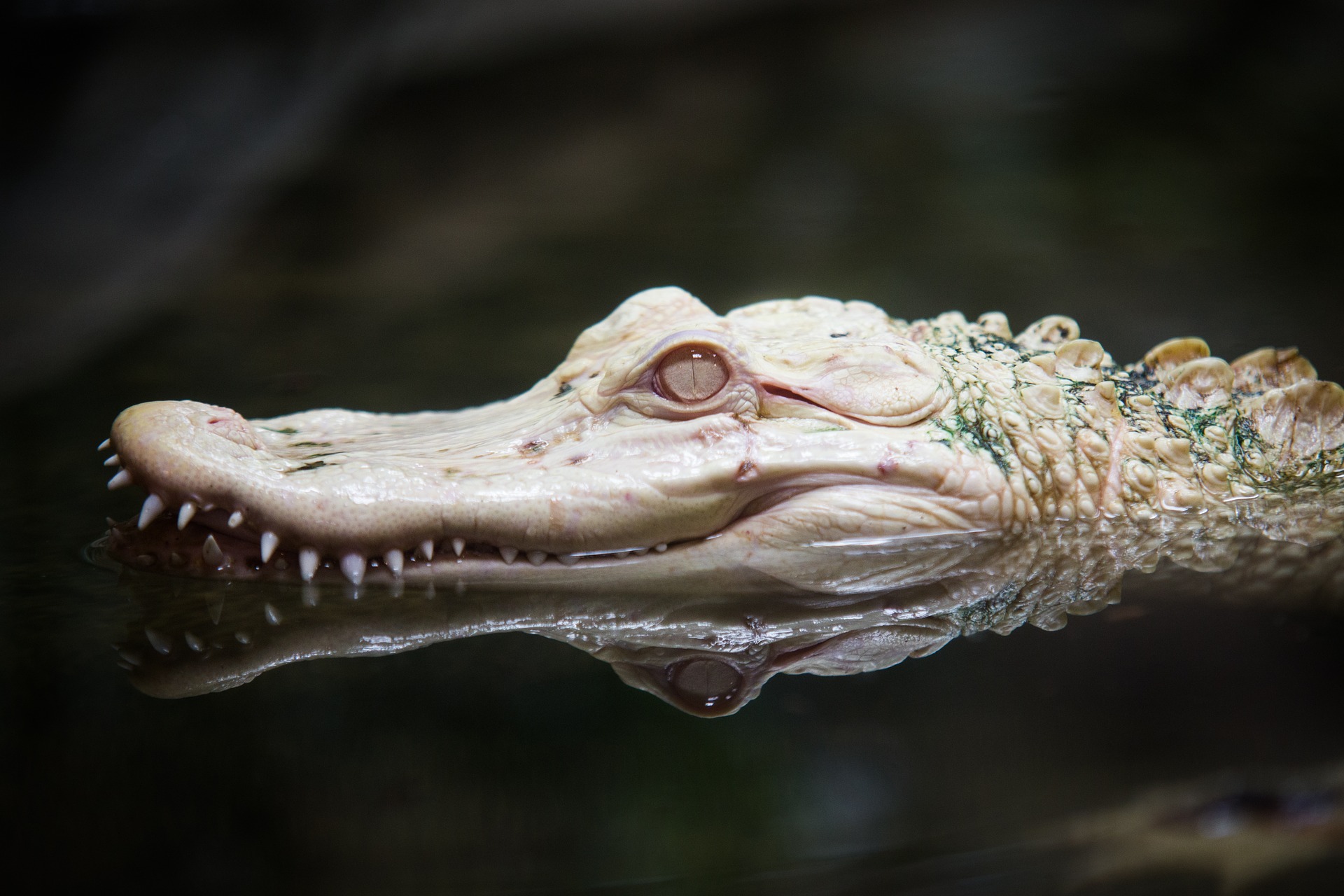 814253 Bild herunterladen tiere, alligator, albino, spiegelung, reptil, zoo - Hintergrundbilder und Bildschirmschoner kostenlos