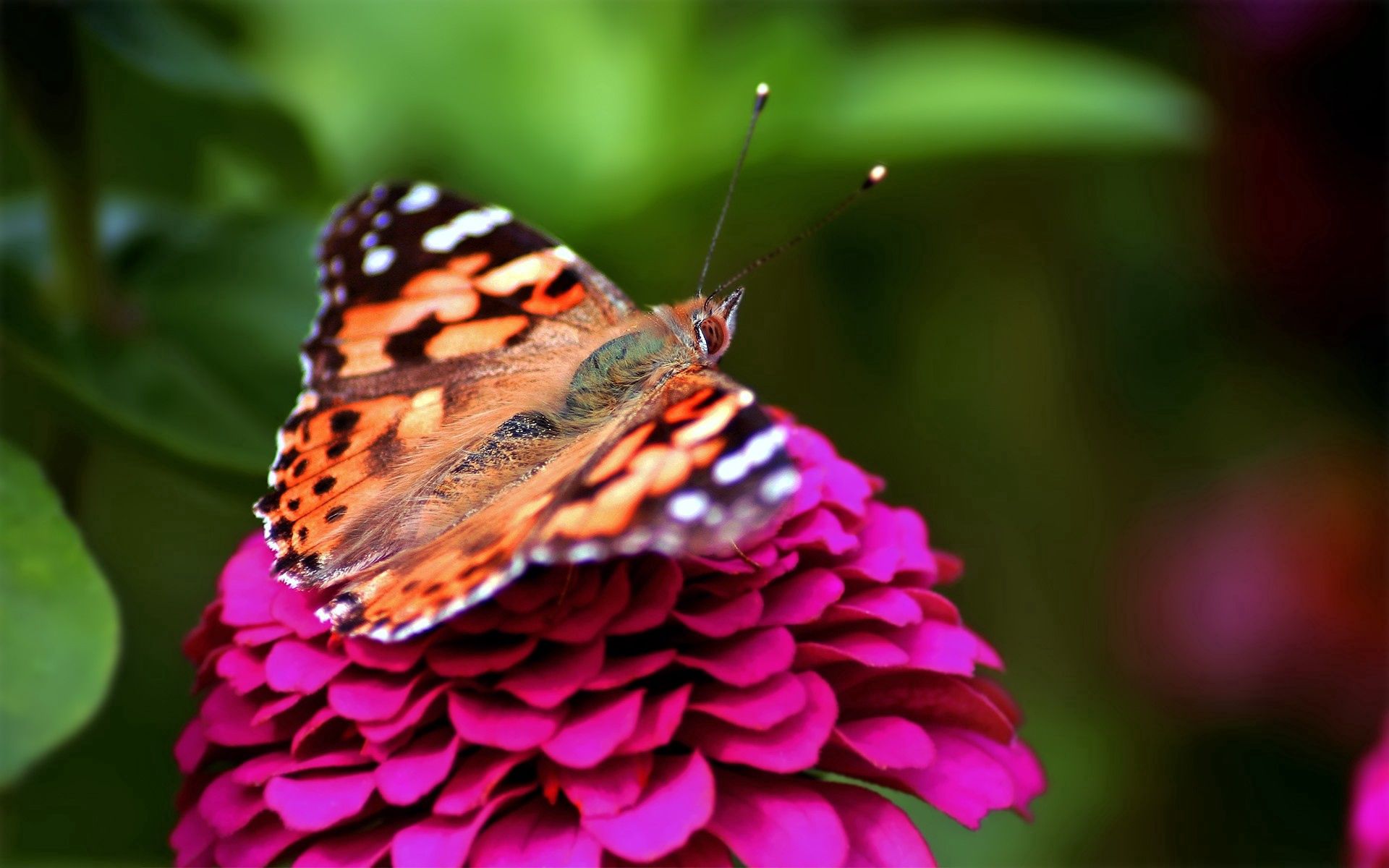 Download mobile wallpaper Spotted, Macro, Pink, Butterfly for free.