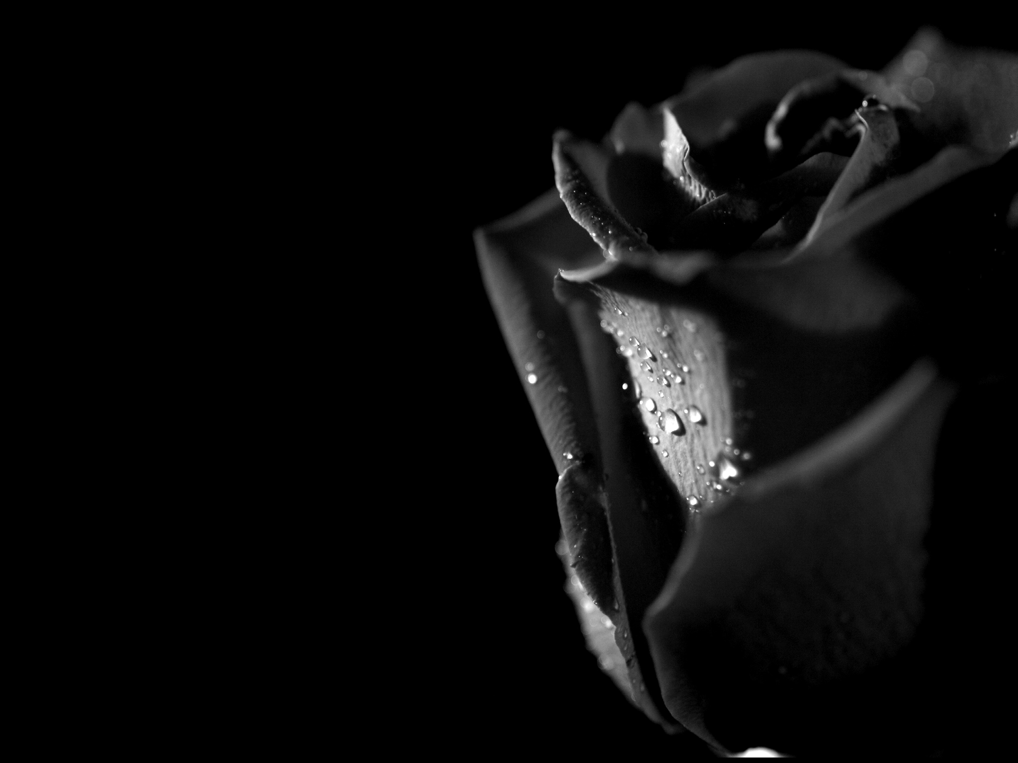 Черная роза на черном фоне