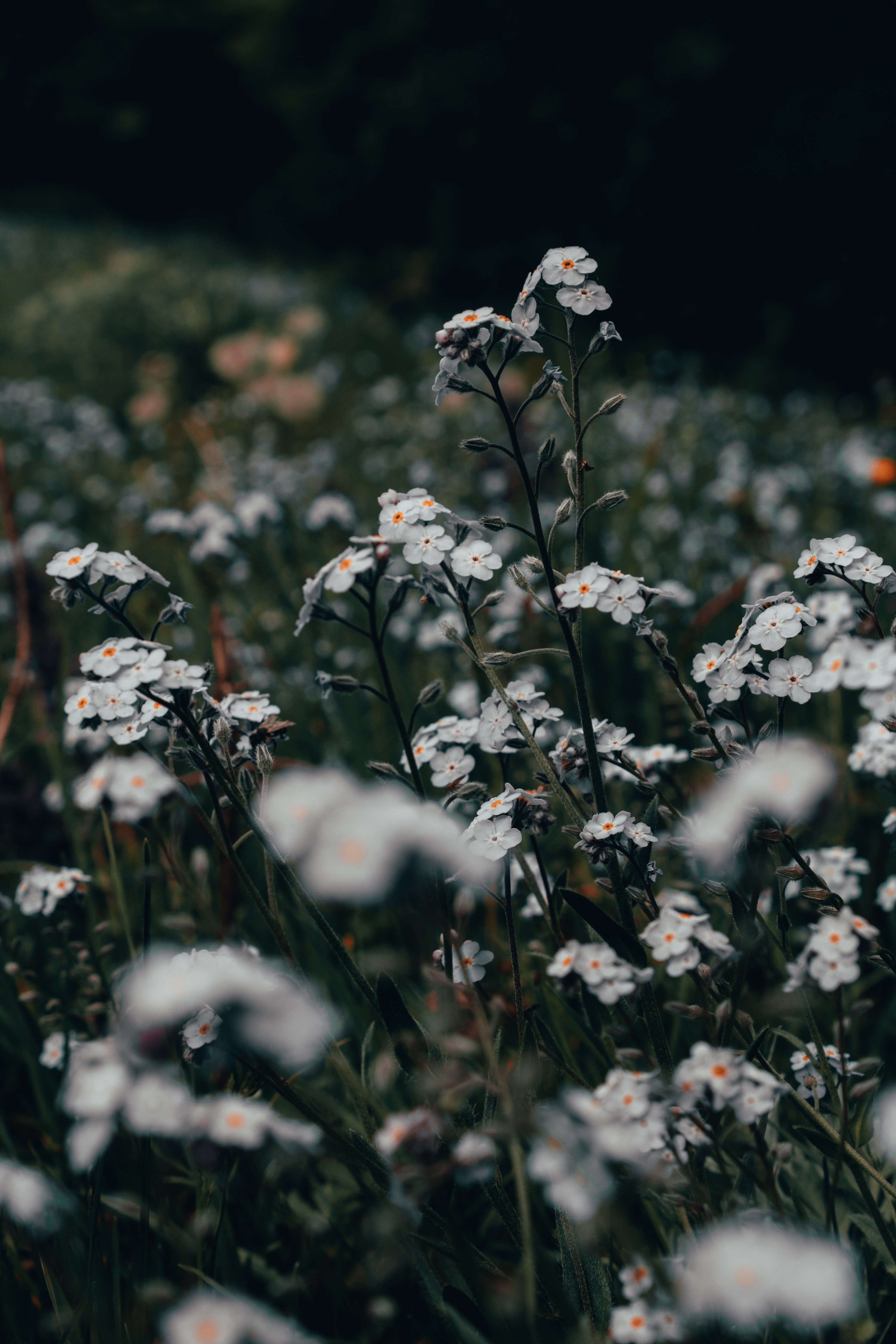 plants, flowers, white, field, wild