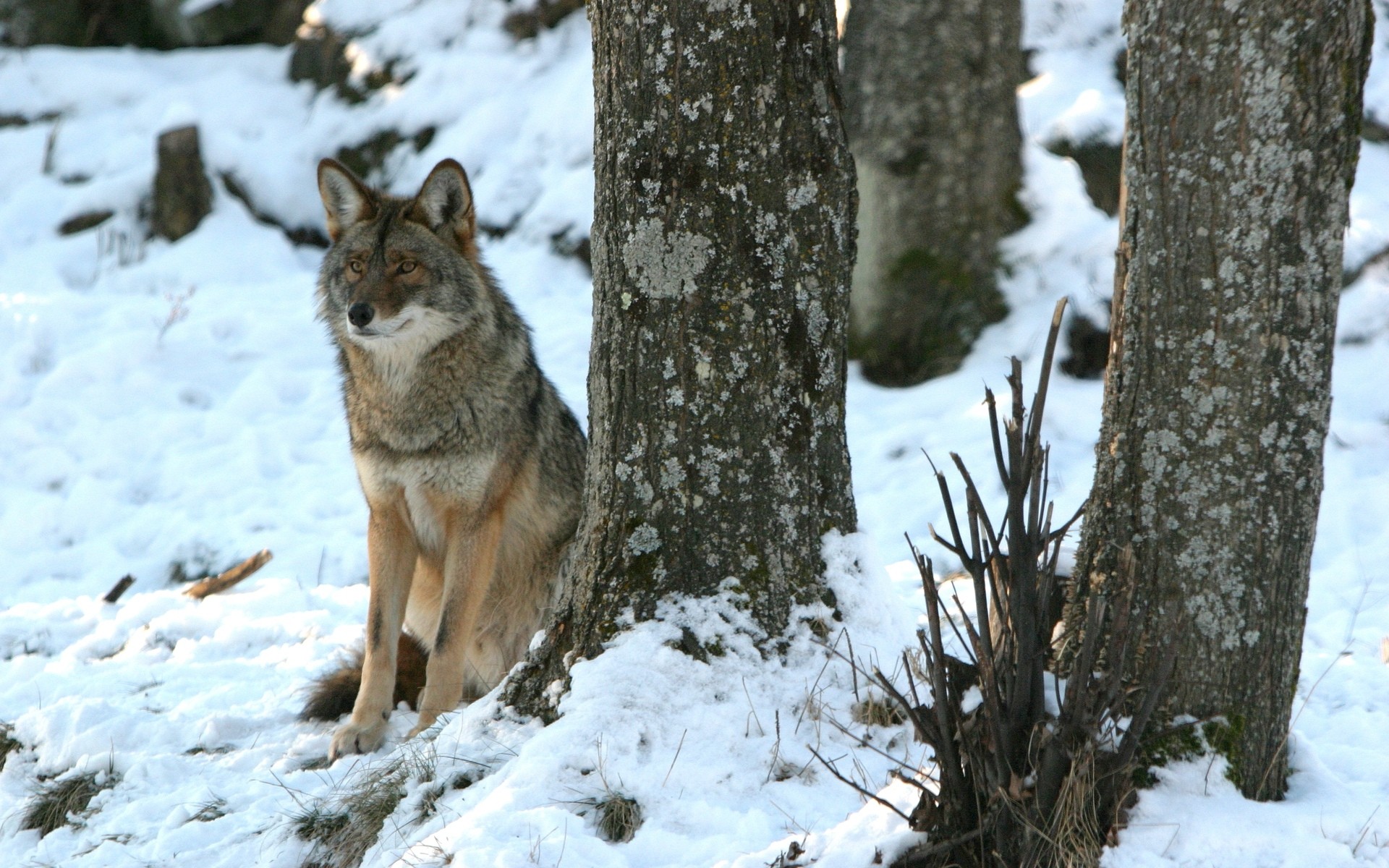 animal, coyote, dog, snow, winter, wolf