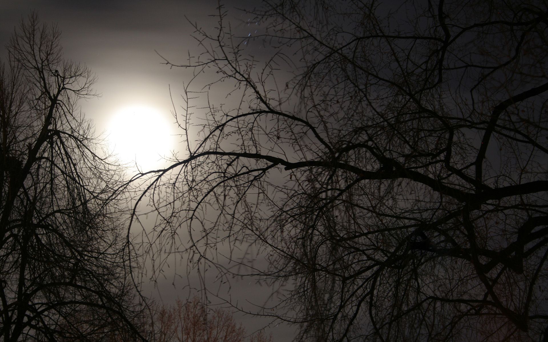 Луна сквозь деревья. Мрачная Луна. Ветка дерева ночью. Ветки деревьев в тумане.