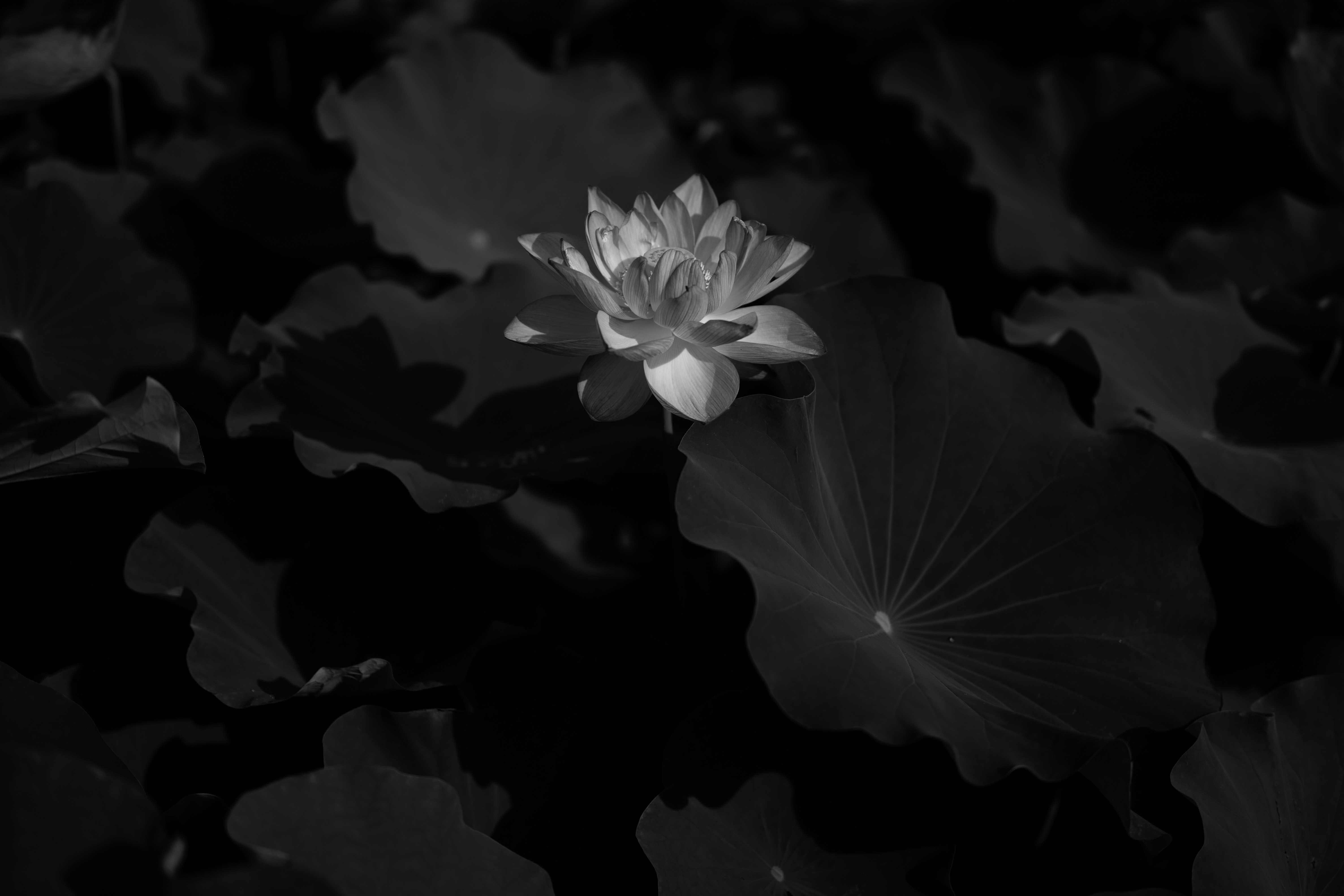 Download mobile wallpaper Chb, Flowers, Flower, Bw, Water Lily, Dark, Lotus for free.