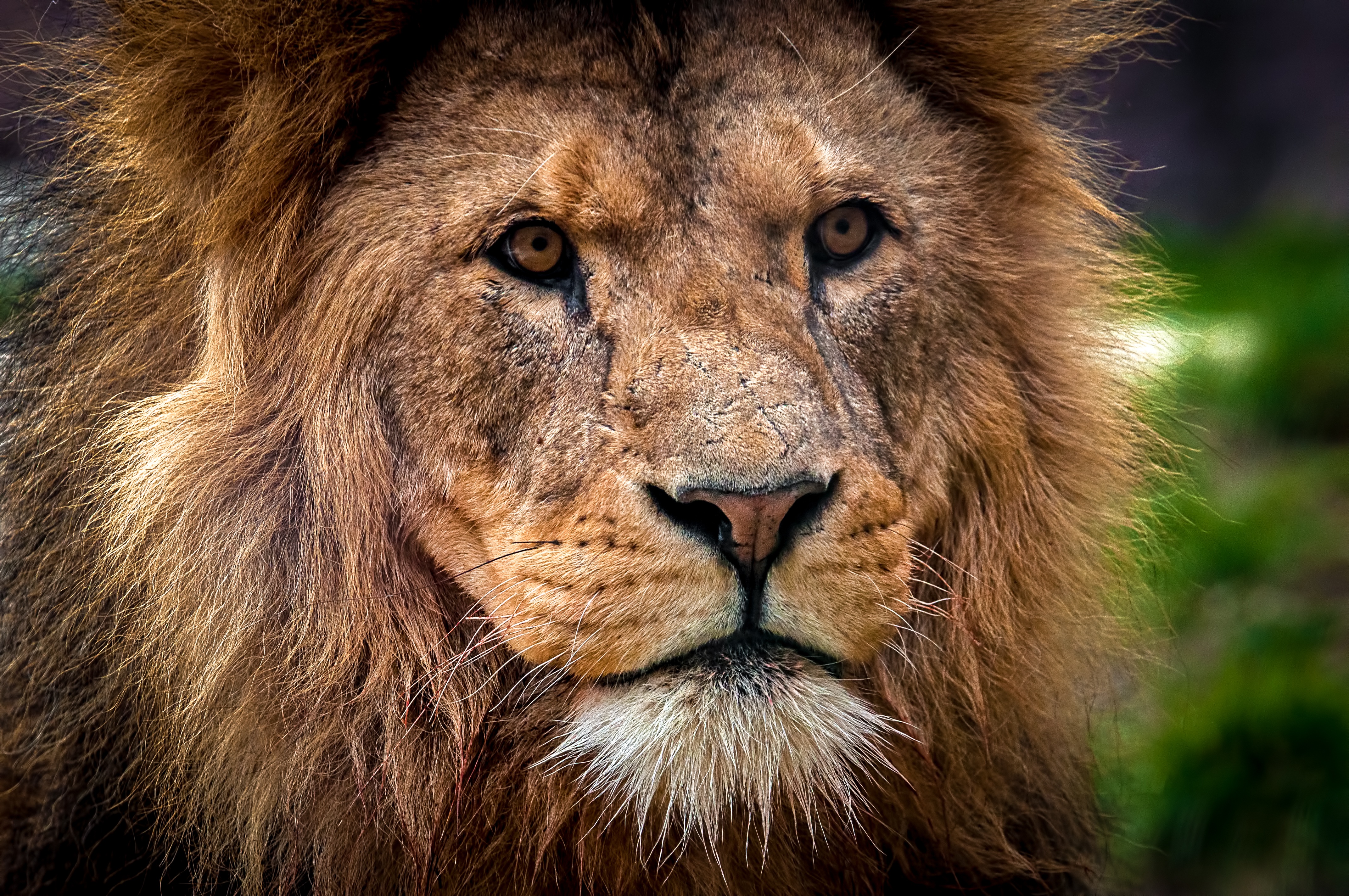 Download mobile wallpaper Muzzle, King Of The Beasts, Predator, King Of Beasts, Animals, Close Up, Lion for free.