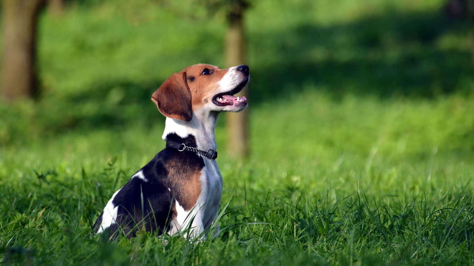 beagle, animals, grass, puppy, collar, expectation, waiting