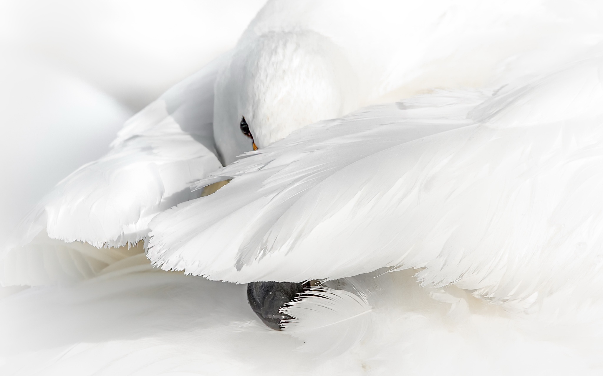 animal, whooper swan, bird, swan, birds High Definition image