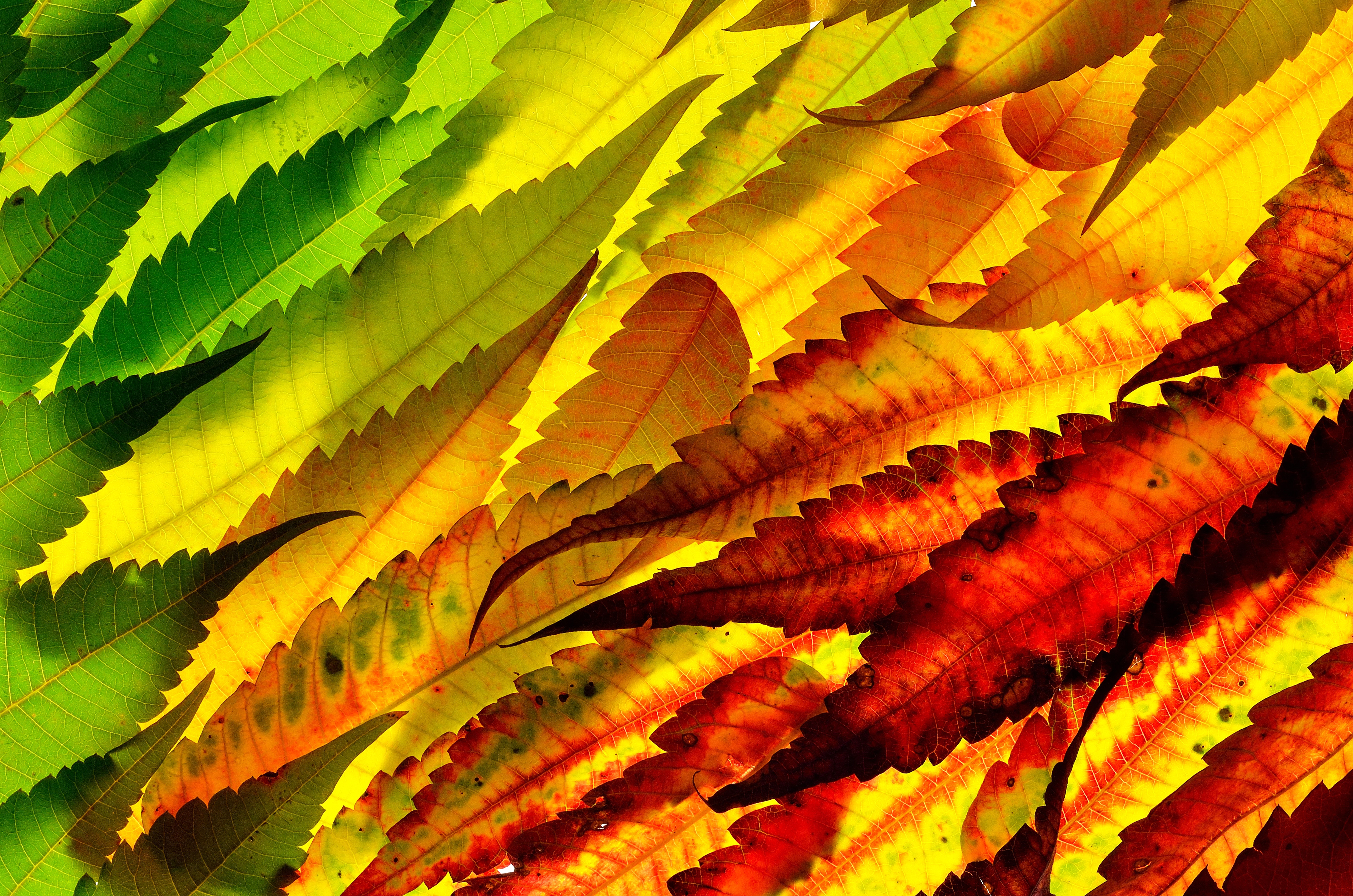 Фотообои листва