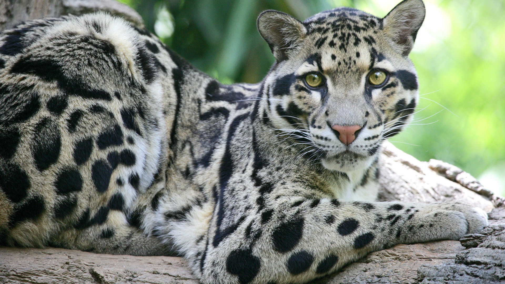 collection of best Clouded Leopard HD wallpaper