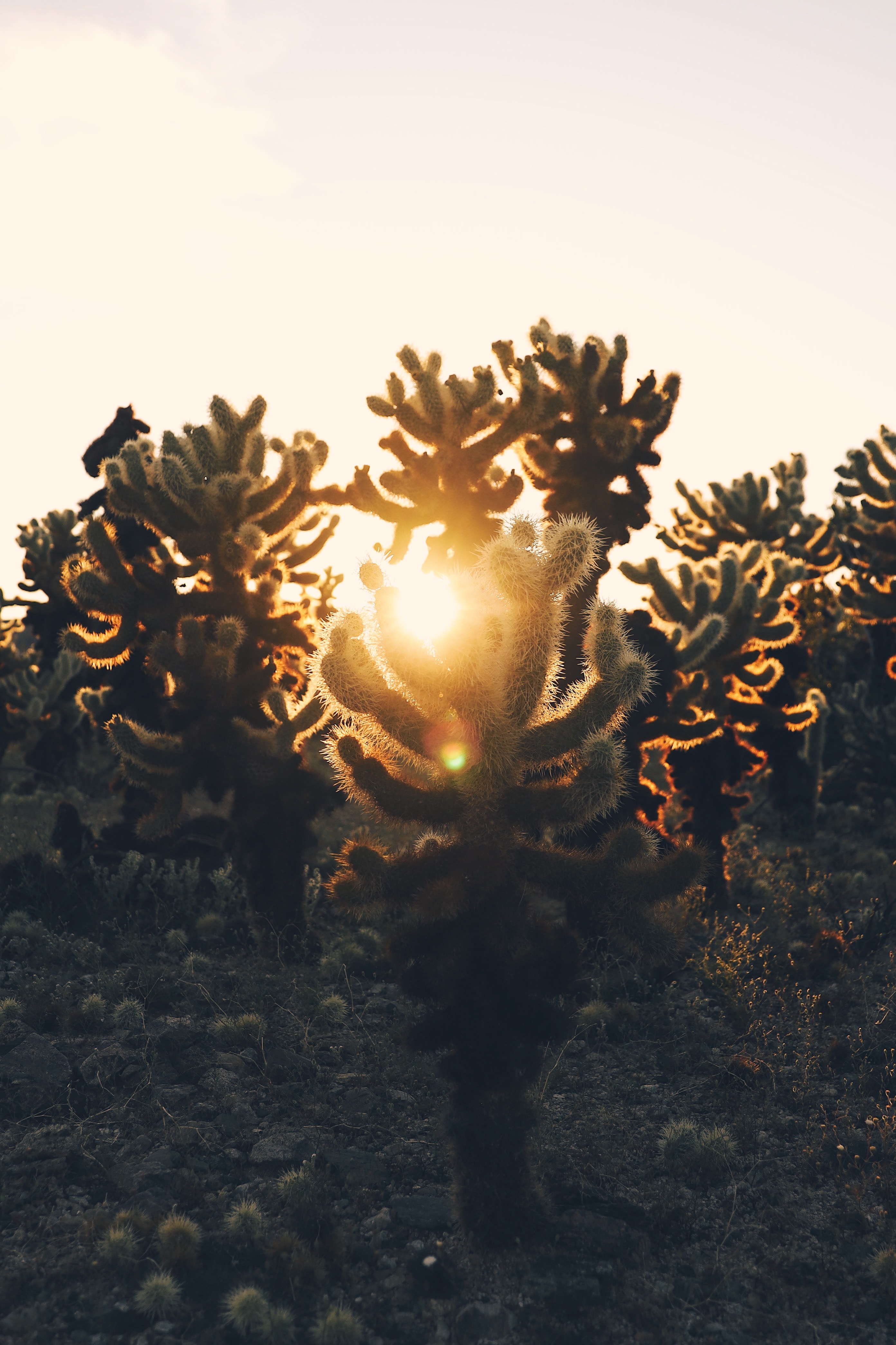 nature, cactuses, sunset, desert, sunlight