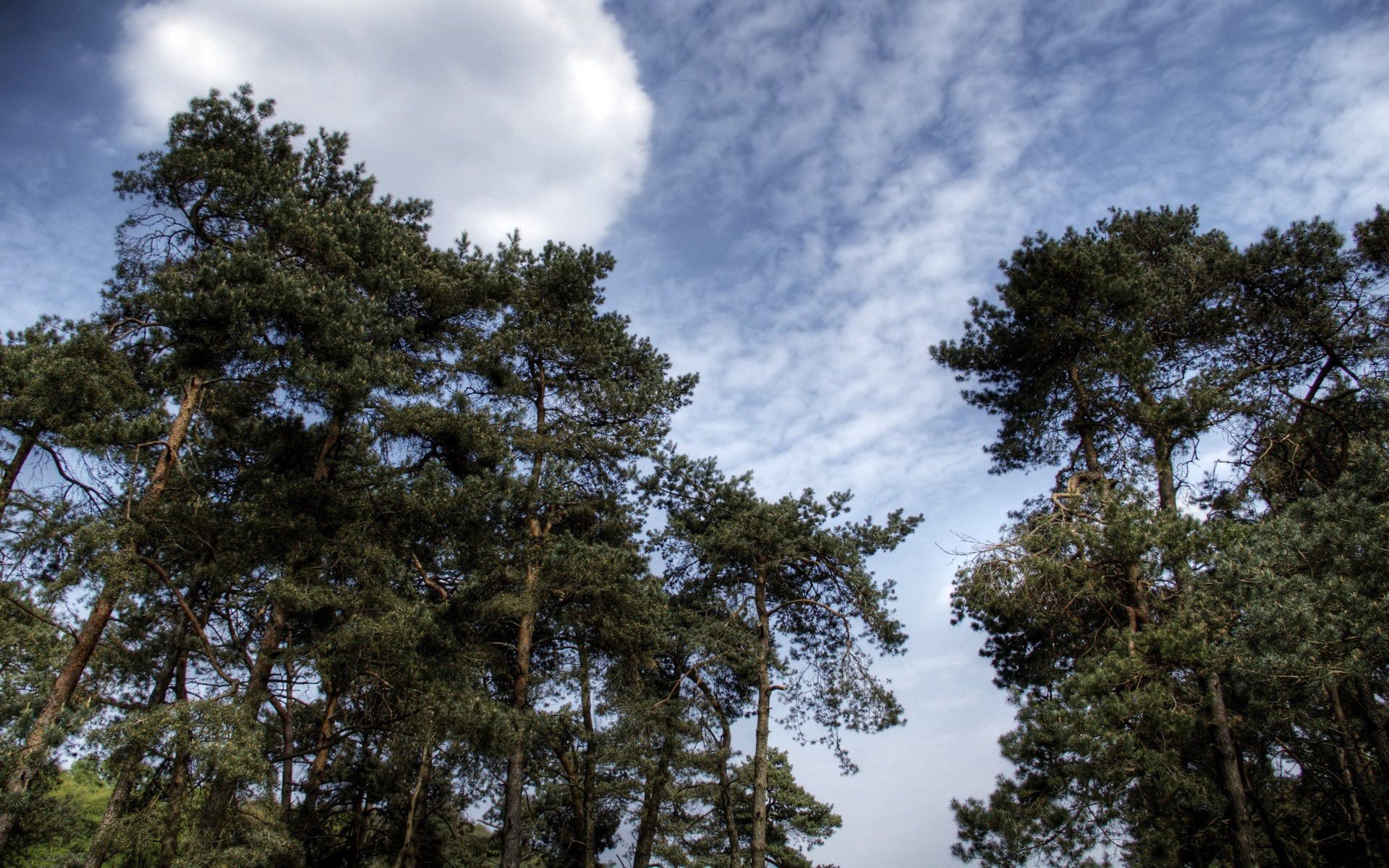 nature, trees, sky, pine, clouds, conifers, coniferous, crown, air, crowns HD wallpaper