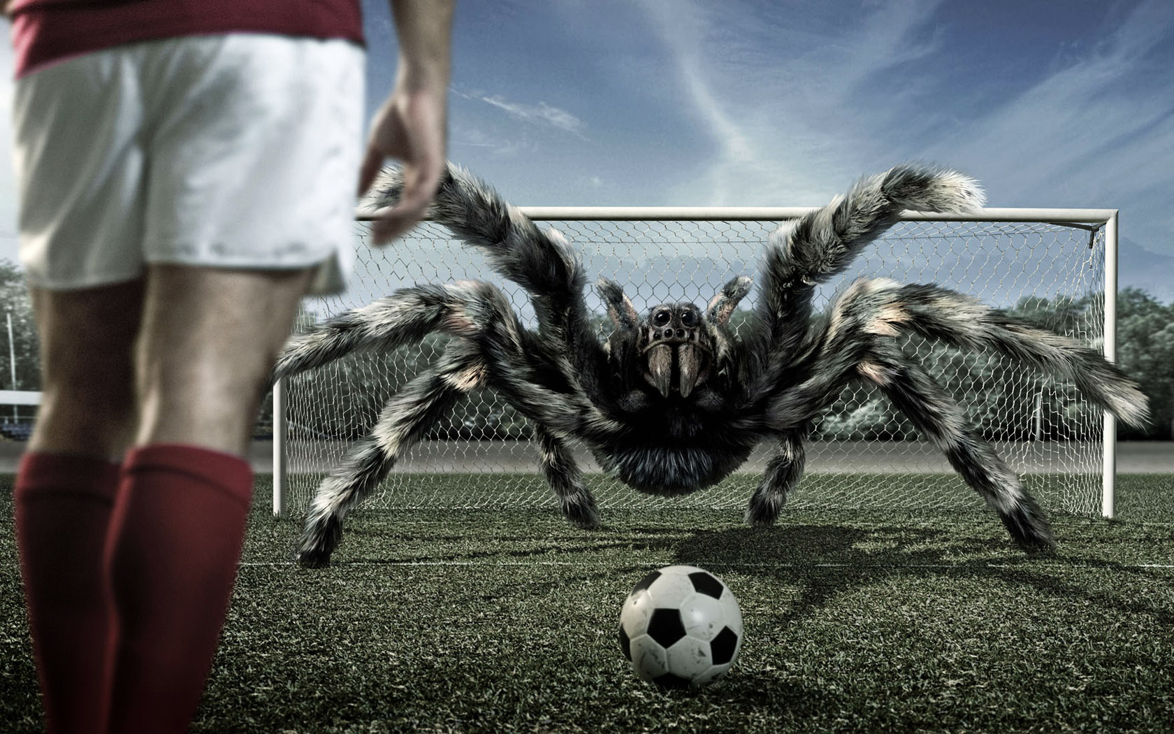 521884 скачать картинку паук, футбол, пауки, животные, пауки птицееды - обои и заставки бесплатно