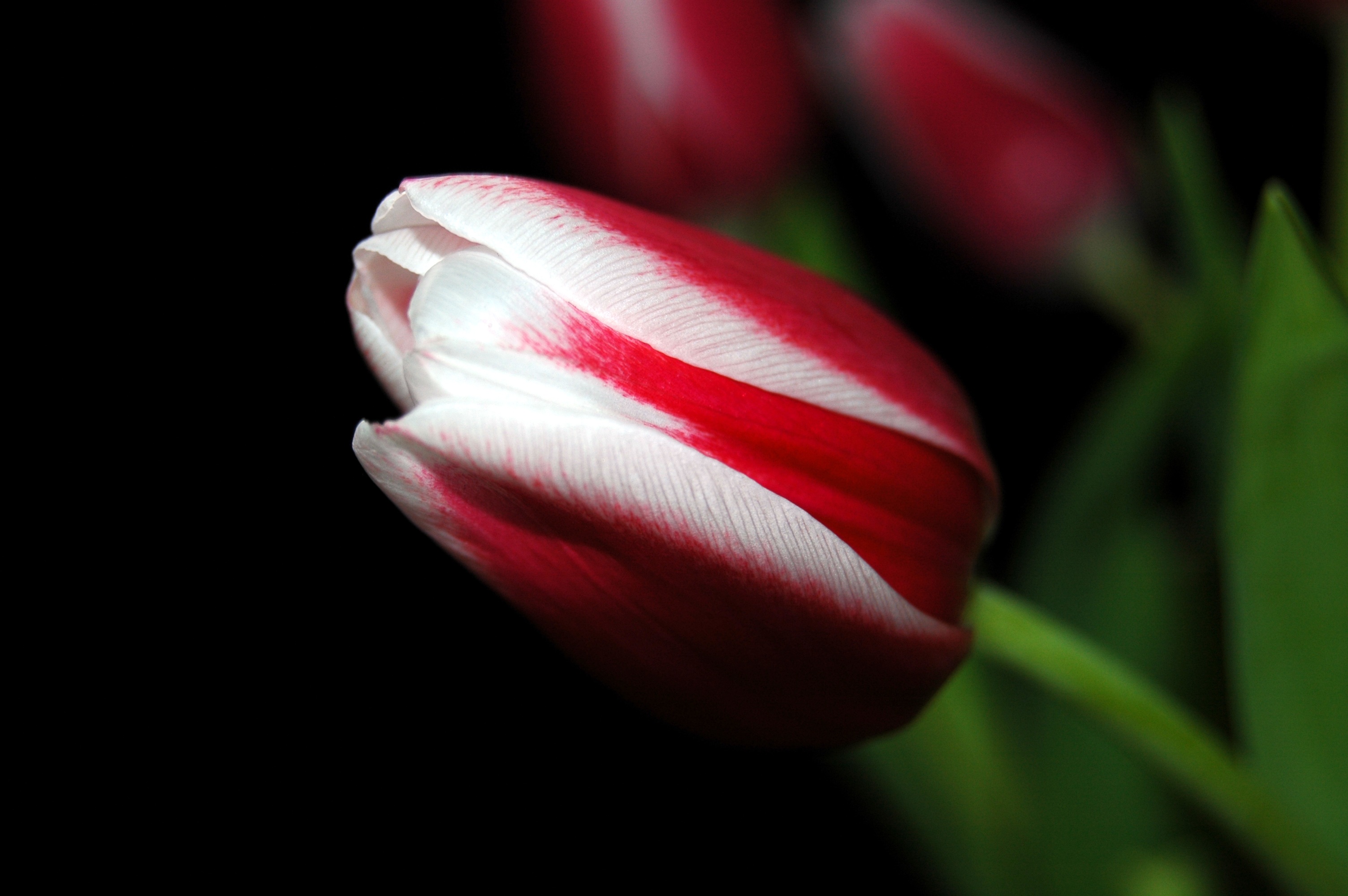 Laden Sie das Streifen, Tulip, Blume, Nahaufnahme, Tulpe, Blumen-Bild kostenlos auf Ihren PC-Desktop herunter