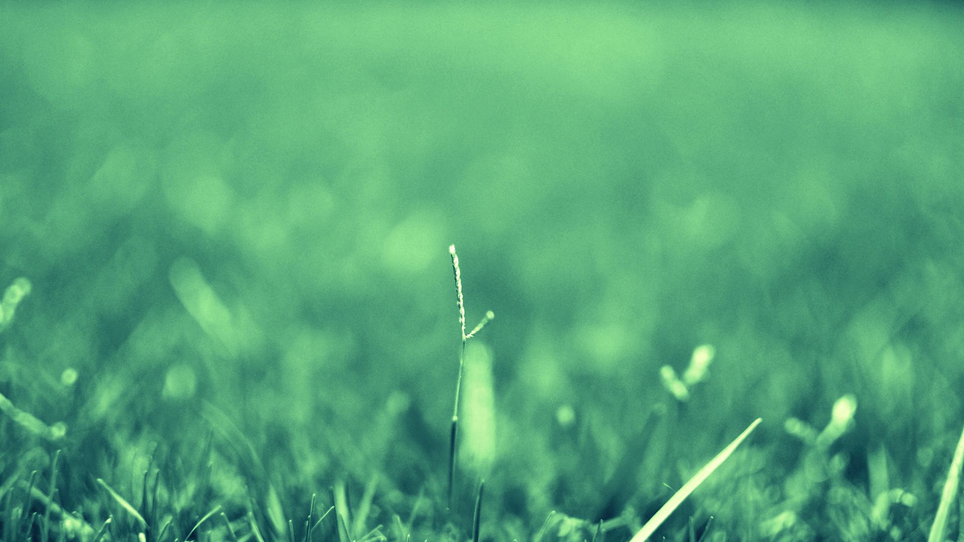 smooth, faded, blur, grass, plant, macro