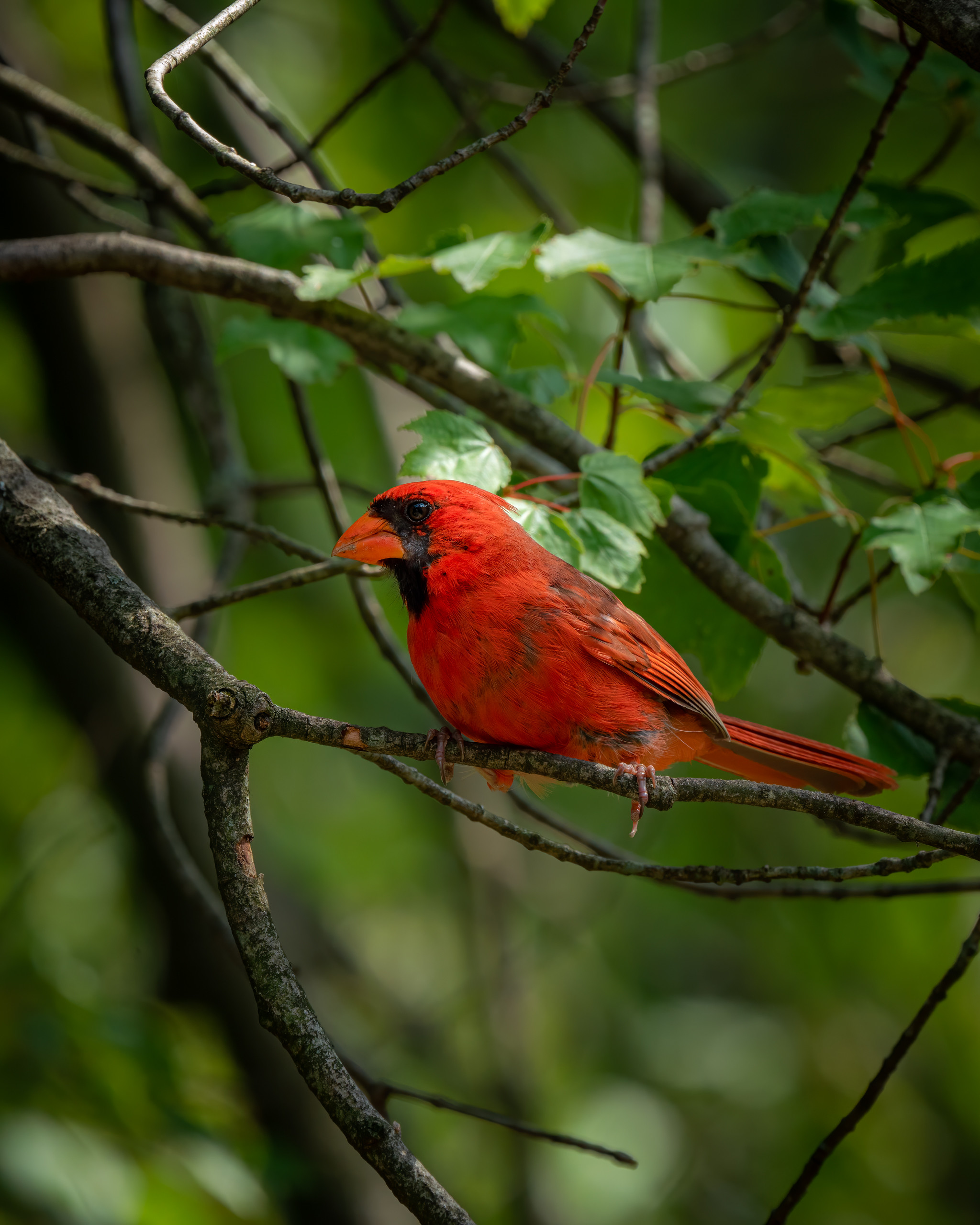 animals, bright, leaves, bird, branch, red cardinal