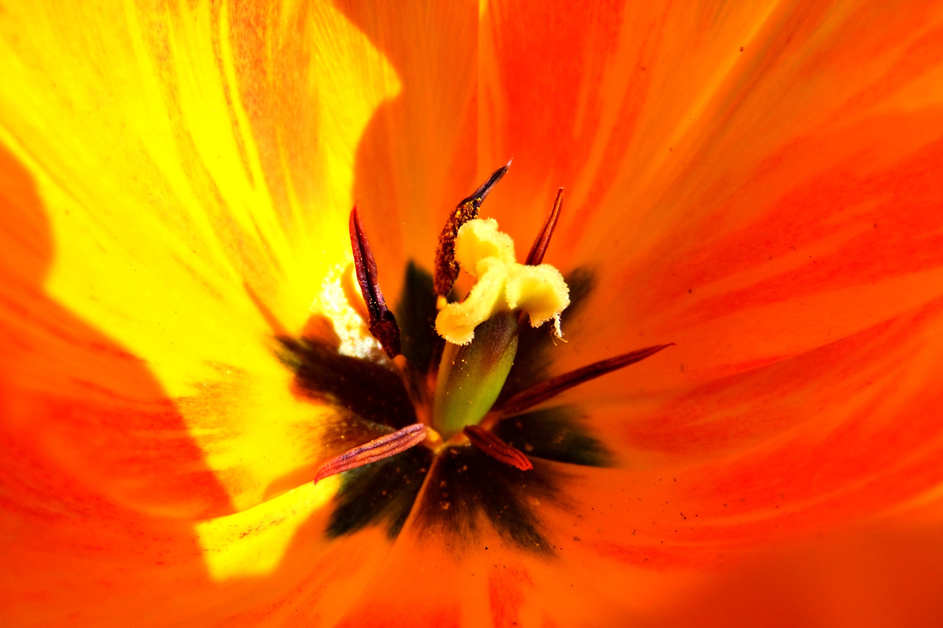 Laden Sie das Makro, Tulip, Stempel, Pestics, Blume, Tulpe, Blütenblätter-Bild kostenlos auf Ihren PC-Desktop herunter