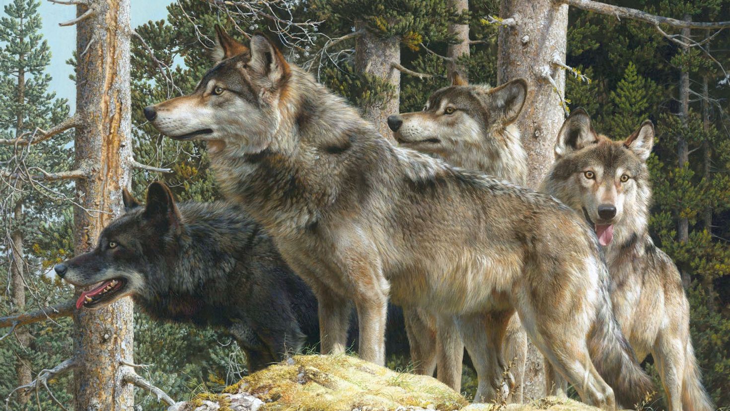 Волк наблюдает. Йеллоустонский национальный парк волки.