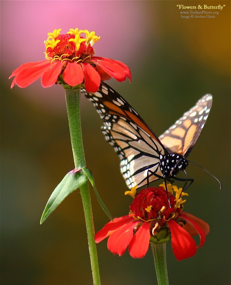 Descarga gratuita de fondo de pantalla para móvil de Flores, Plantas, Insectos, Mariposas.