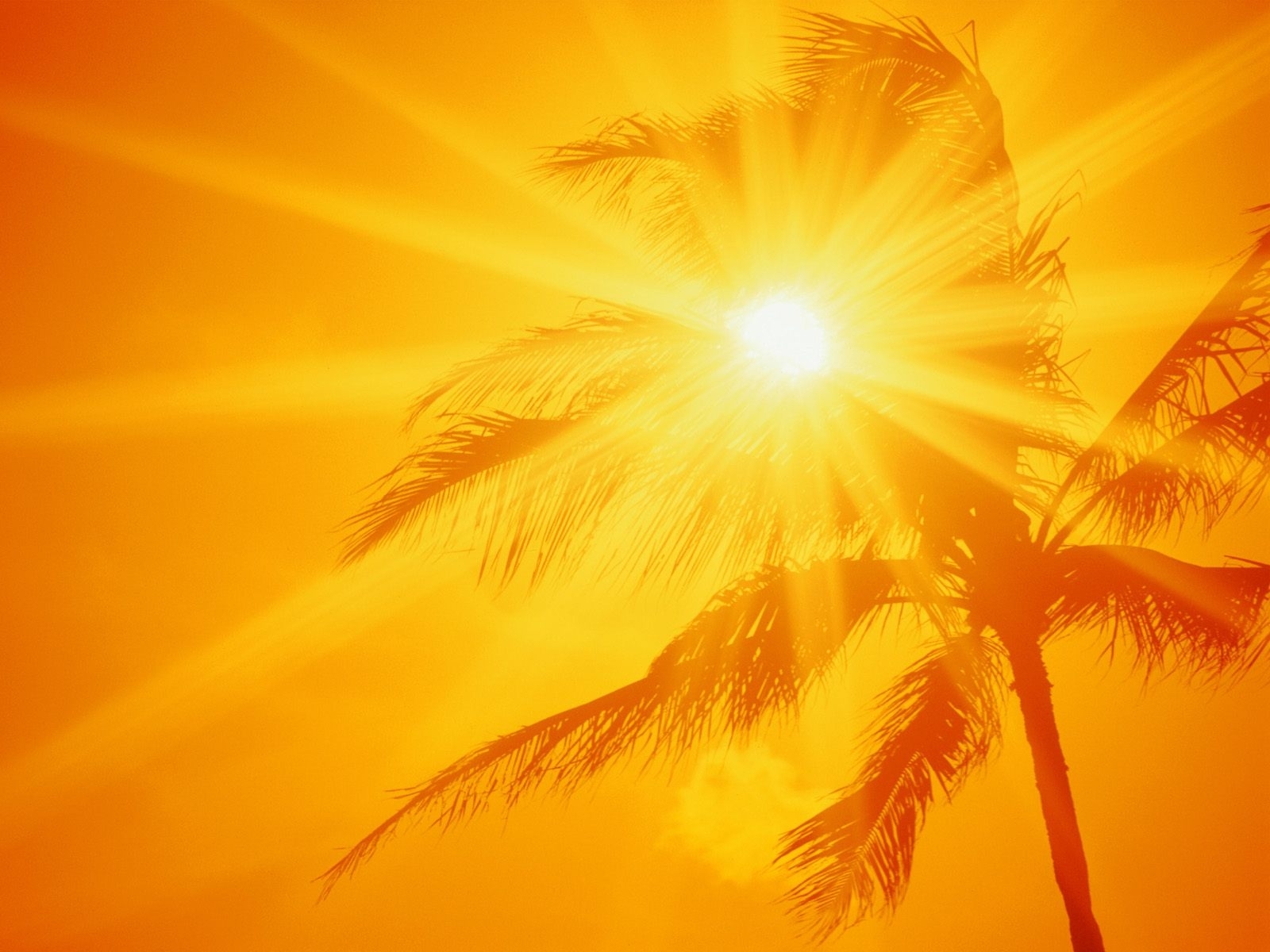 Download mobile wallpaper Sun, Palms, Background for free.