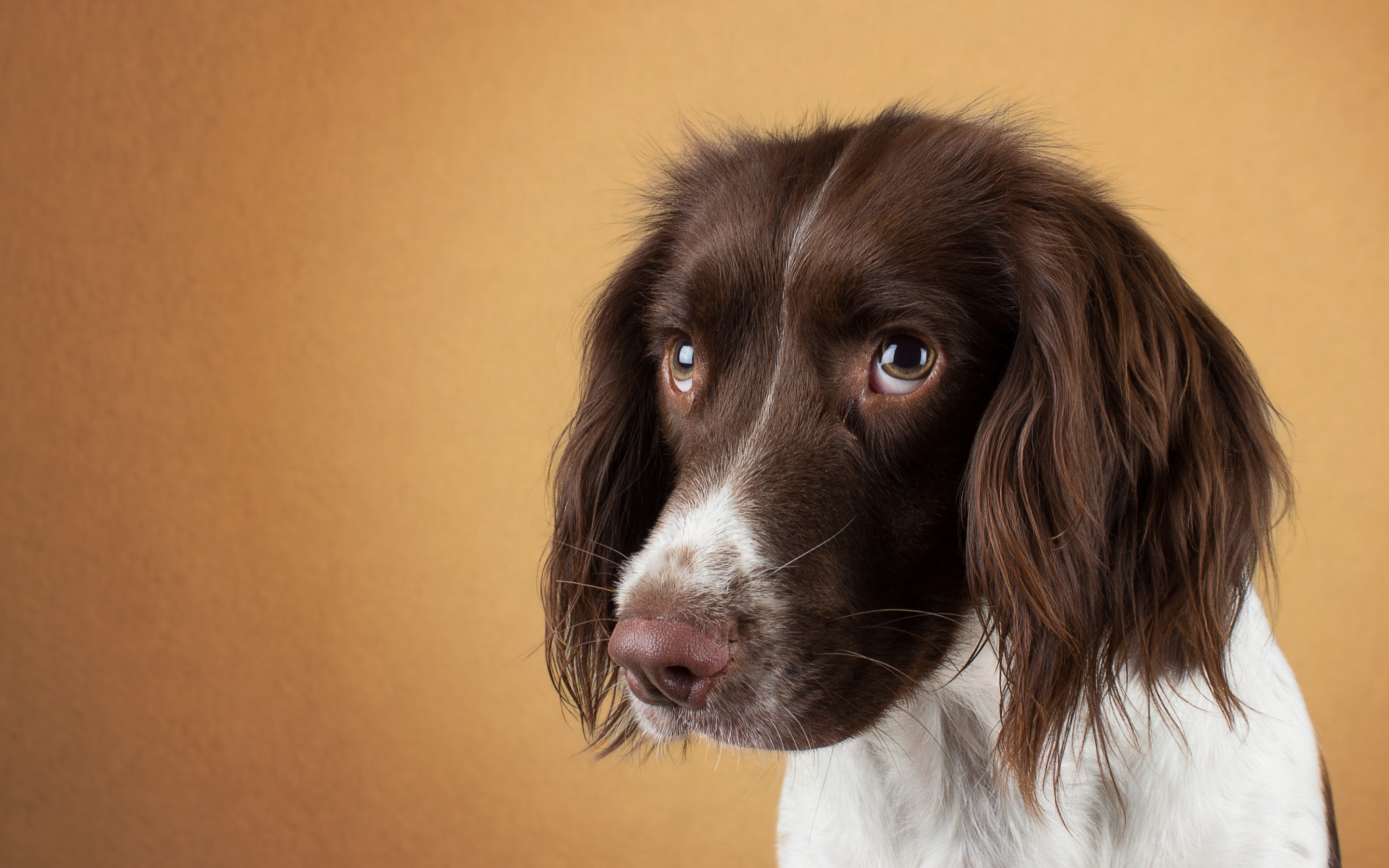 Images & Pictures  Spaniel