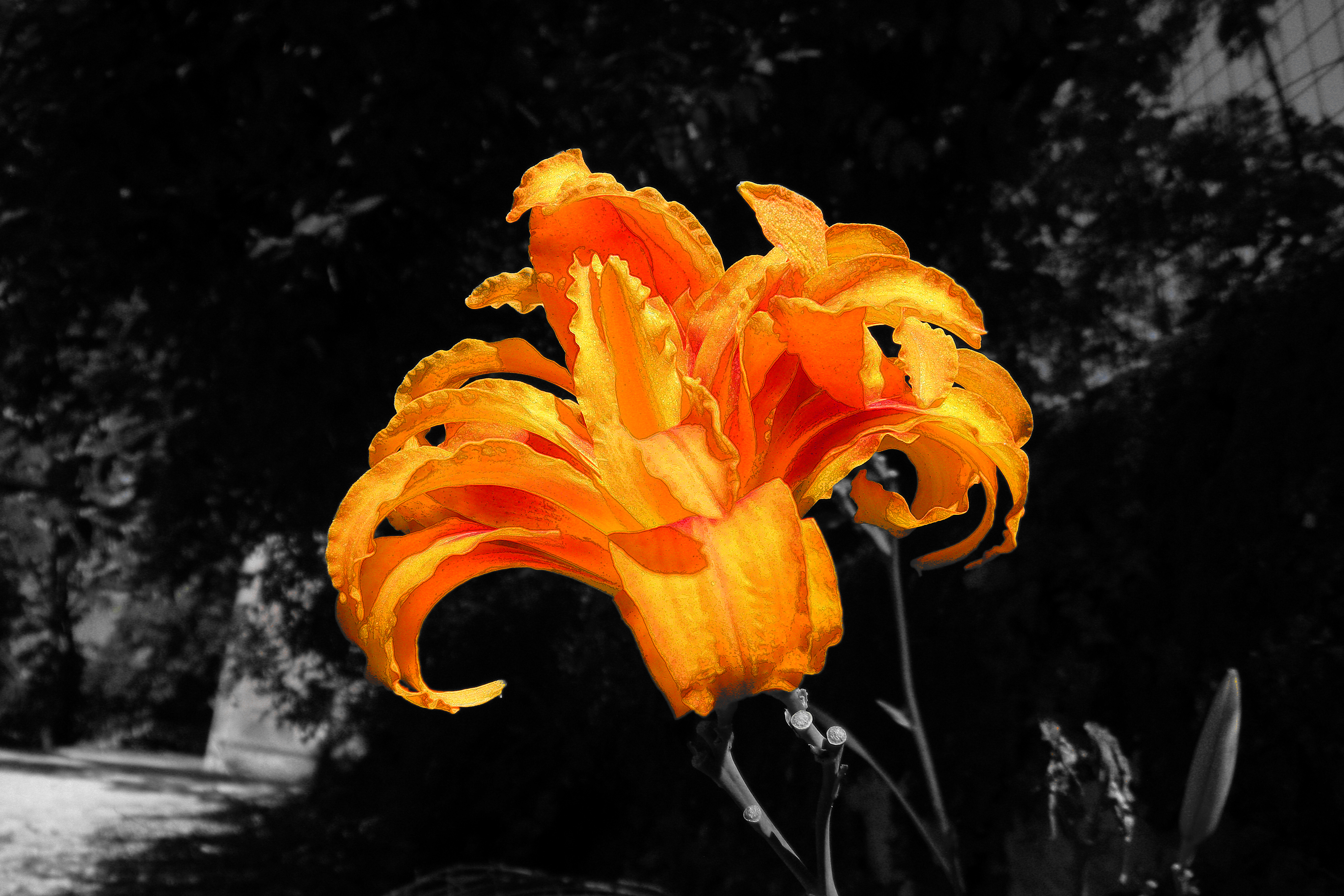 flowers, earth, lily, selective color HD wallpaper