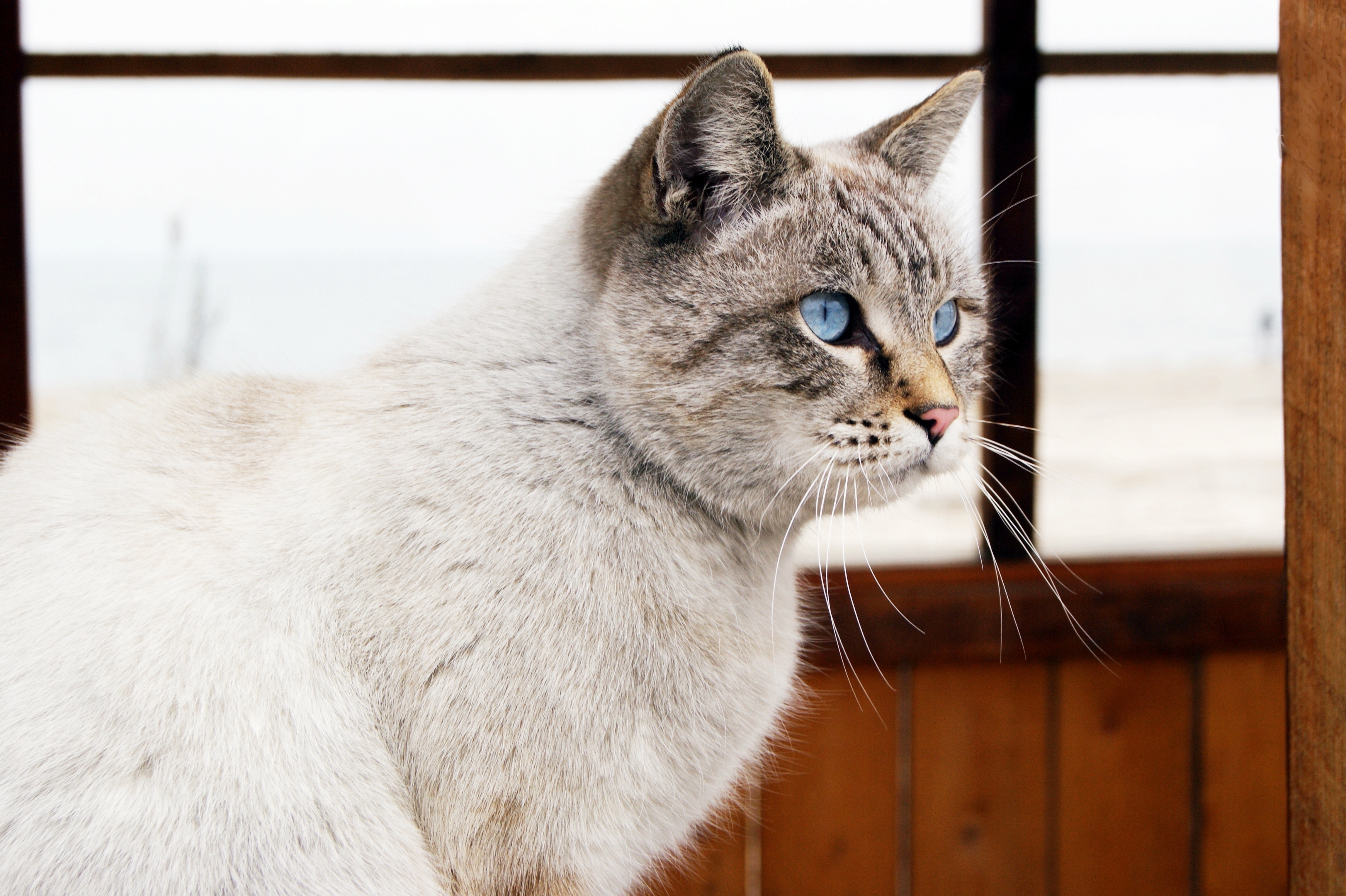 animals, cat, sight, opinion, window, blue eyed Full HD