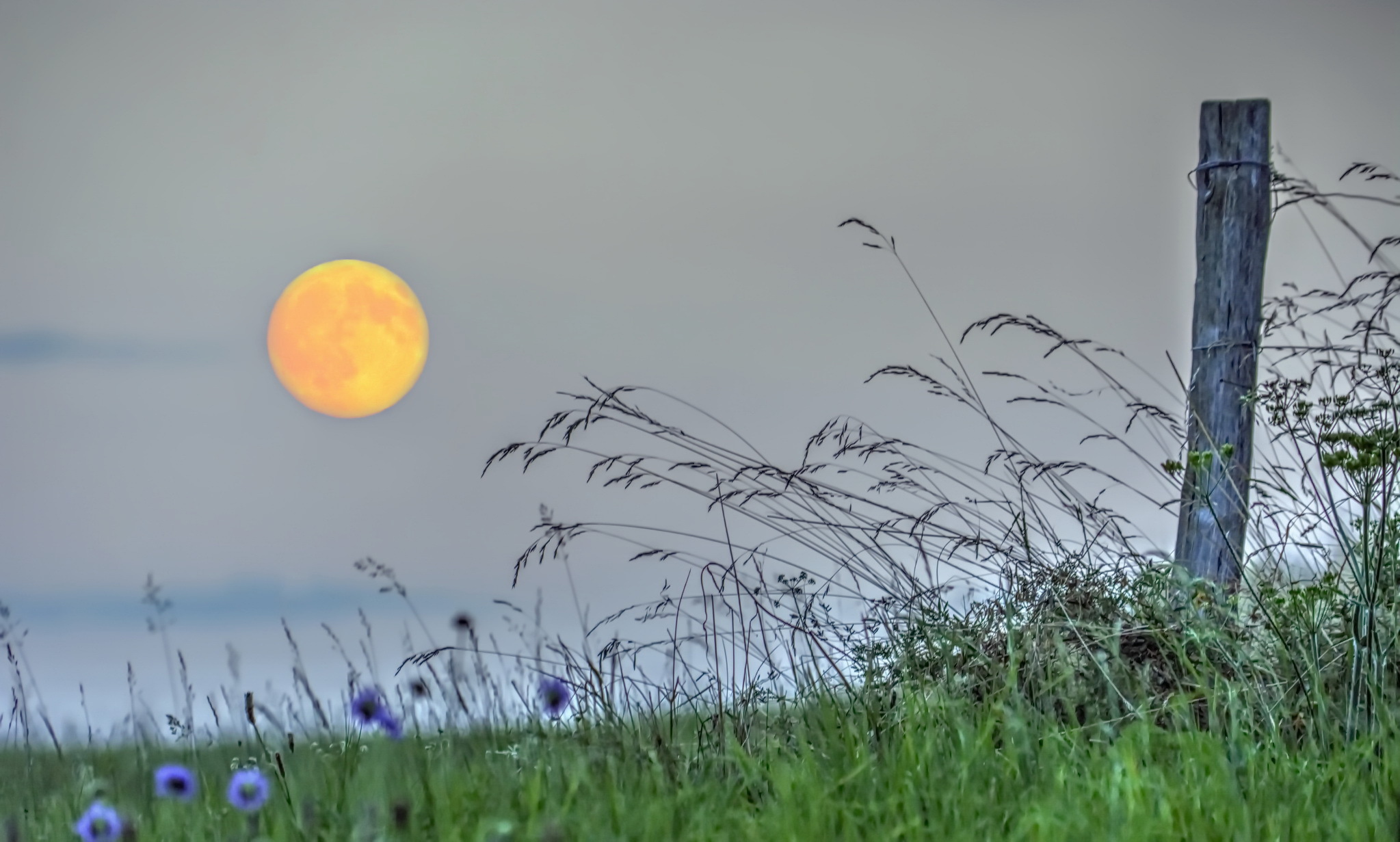 Луна в поле