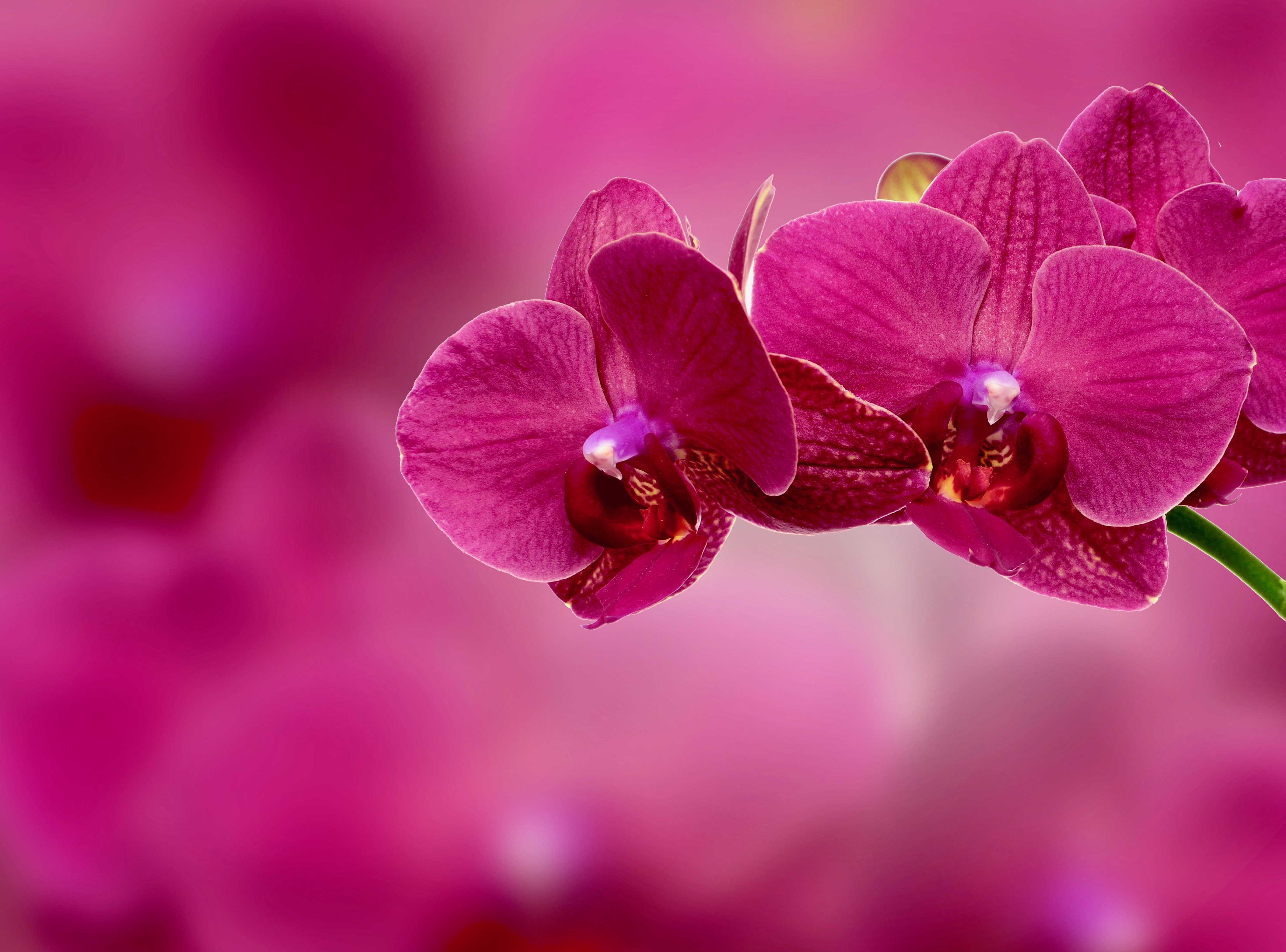 Обои Орхидеи, картинки, фото обои для рабочего стола Орхидеи