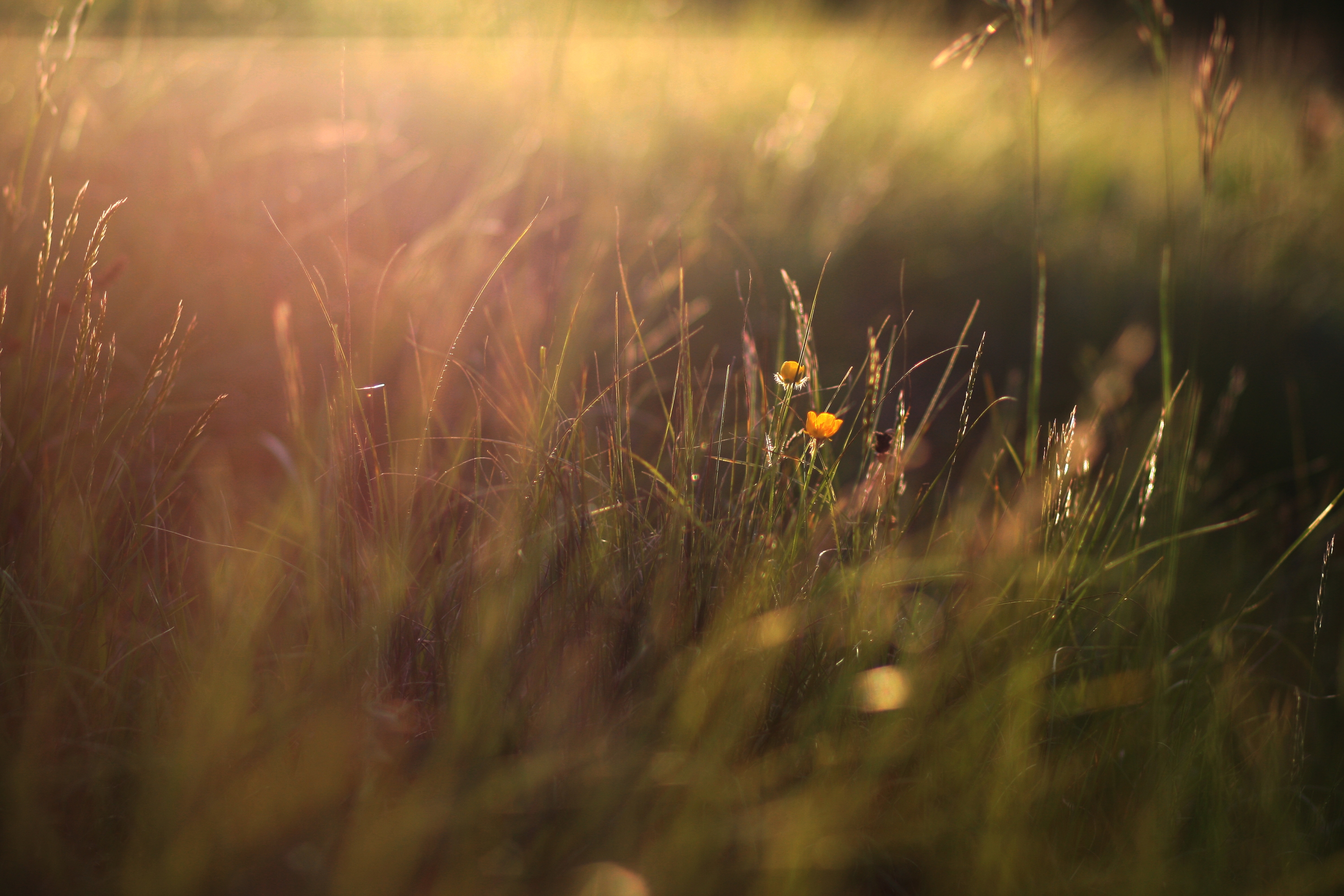 Солнце сквозь травы в поле