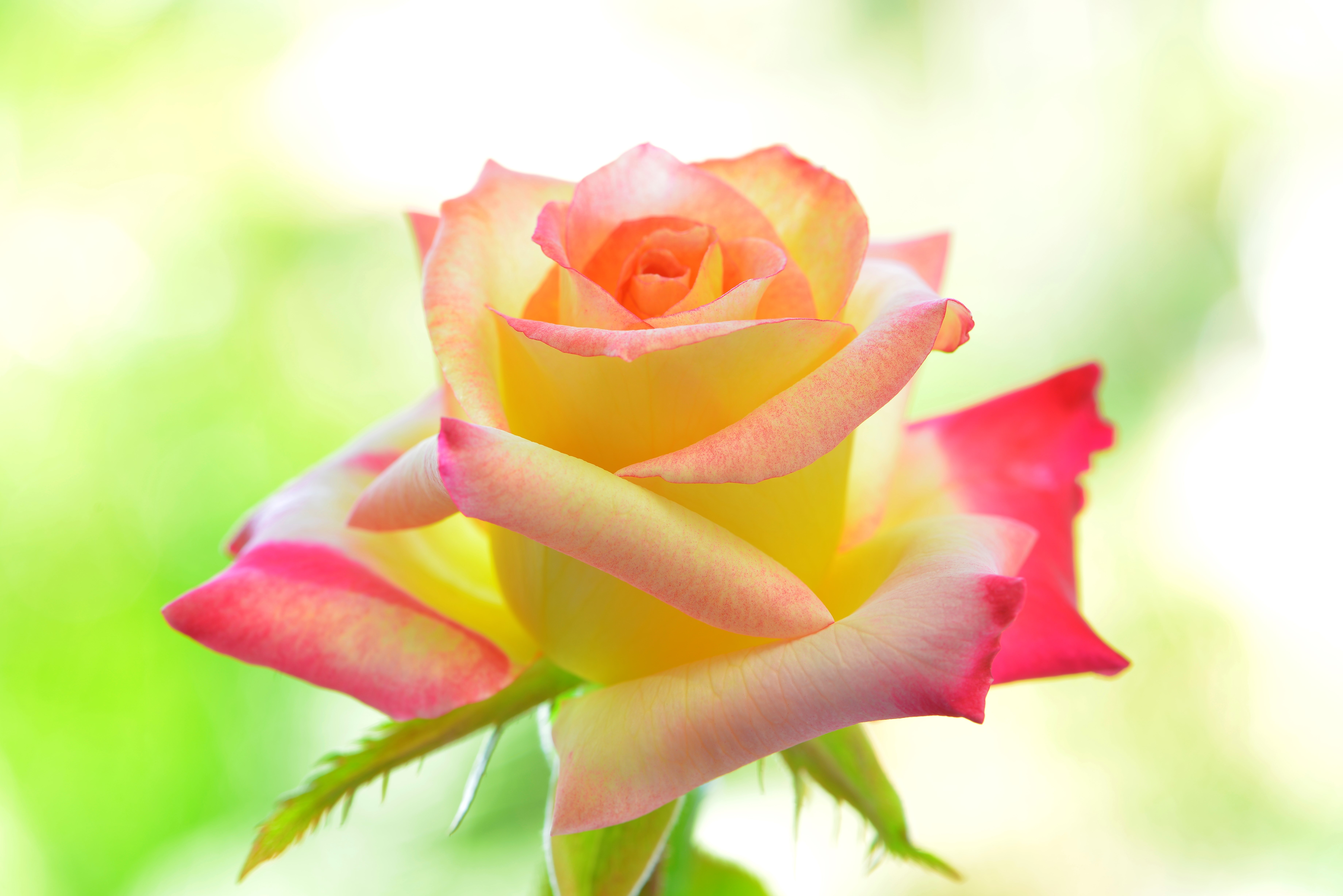 Роза желто розовая