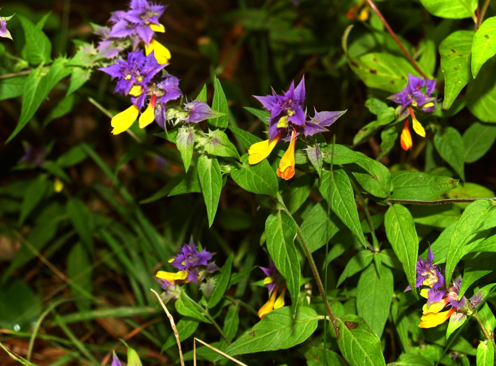 Фиолетово Желтые Цветы В Лесу