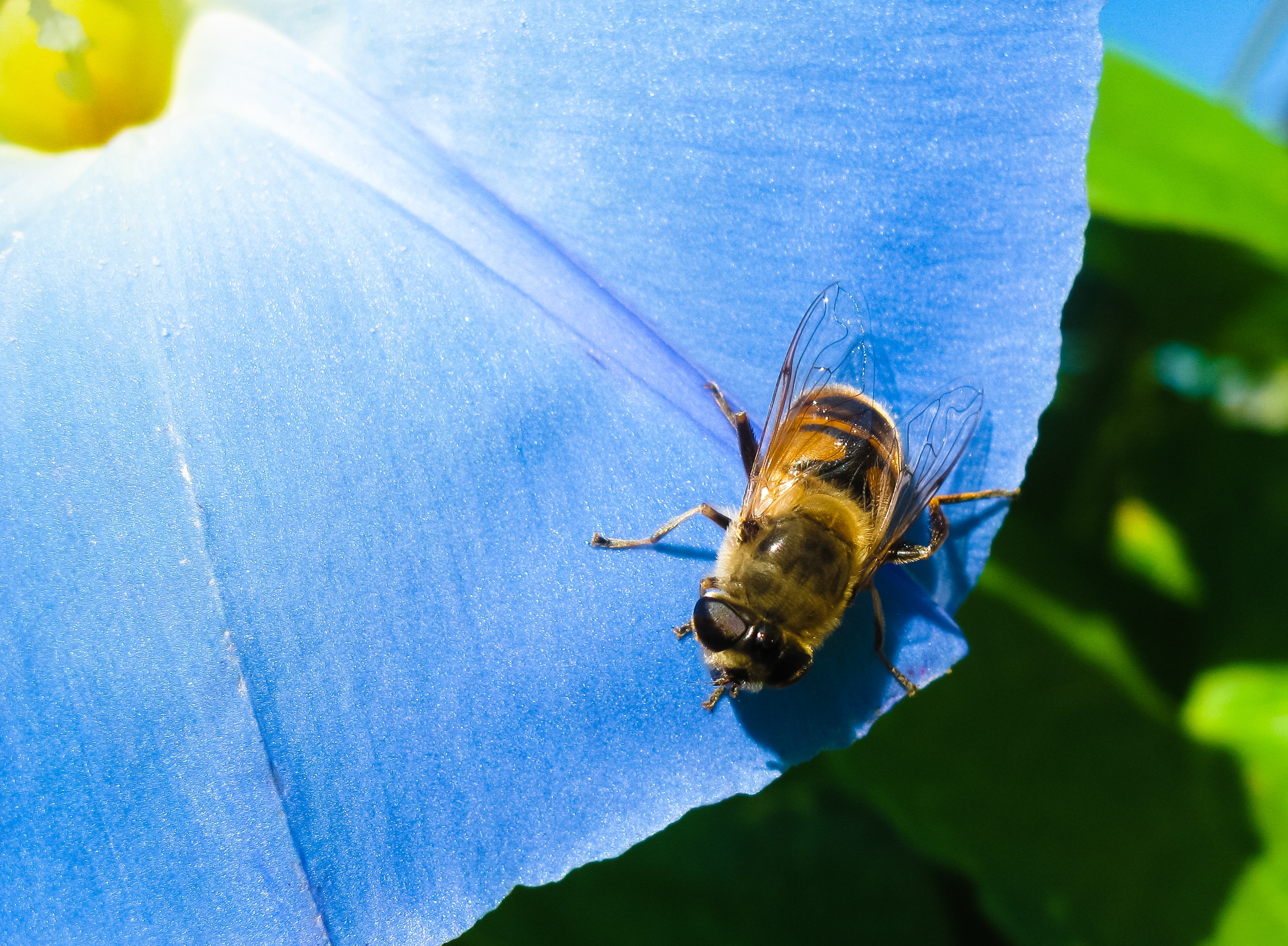 Laden Sie das Winde, Ipme, Blume, Makro, Biene-Bild kostenlos auf Ihren PC-Desktop herunter
