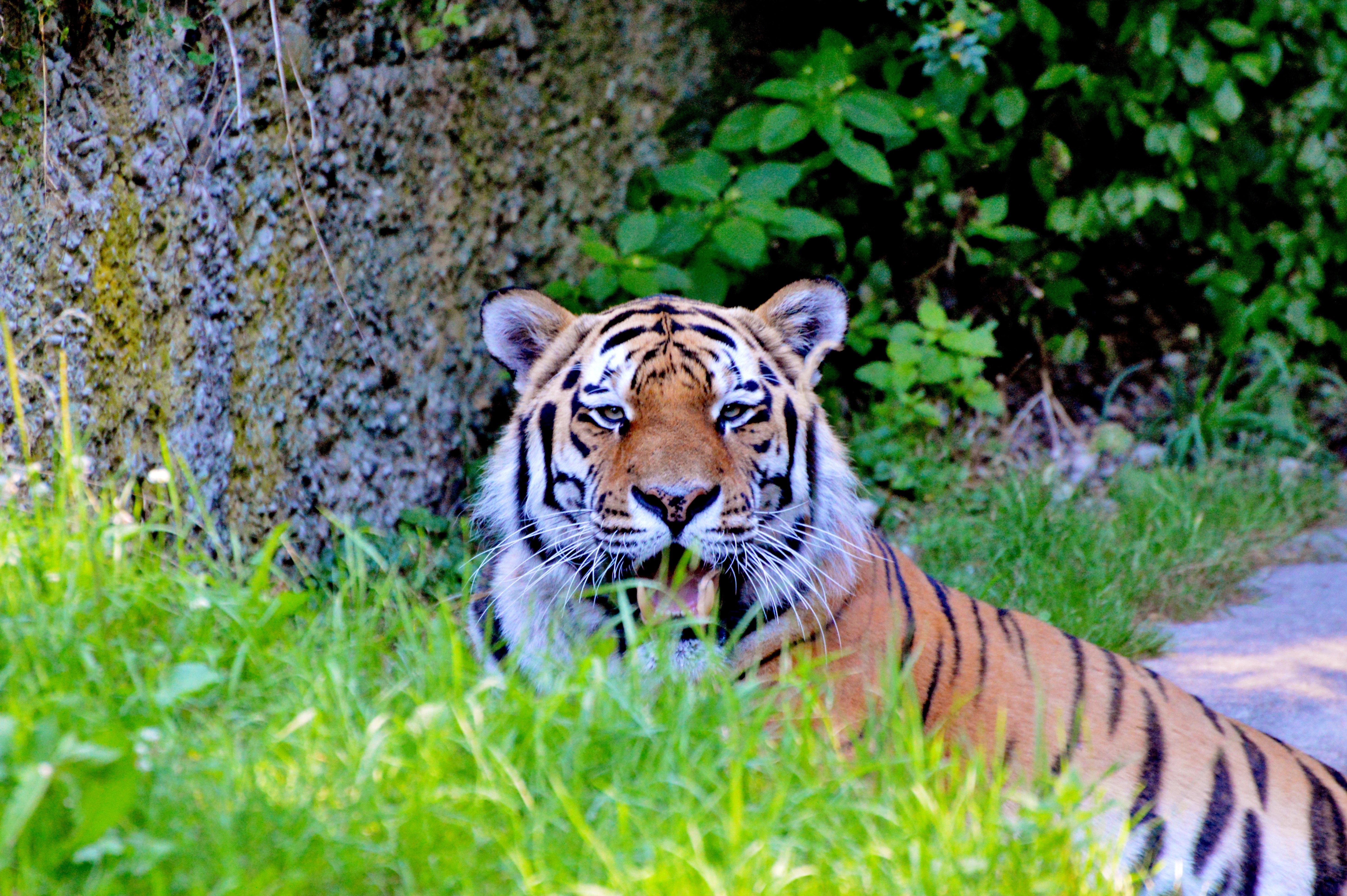 Download mobile wallpaper Tiger, Sight, Opinion, Animals, Big Cat, Predator for free.