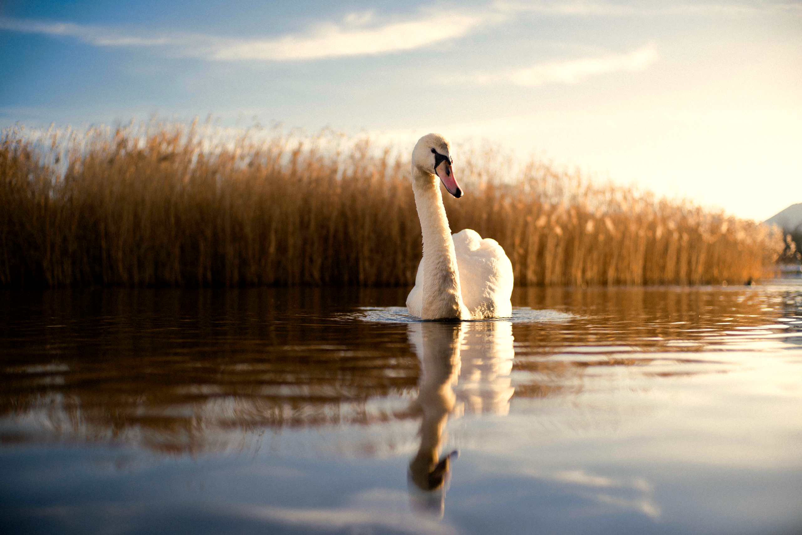 animal, swan, lake, reed, birds