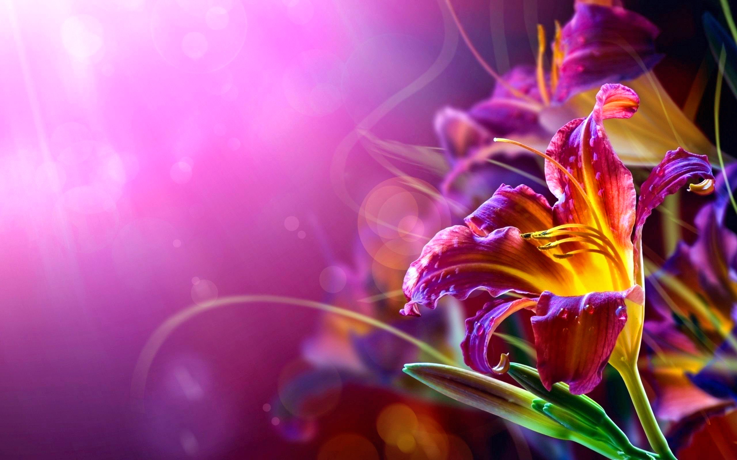 colorful, flowers, earth, lily, flower, spring