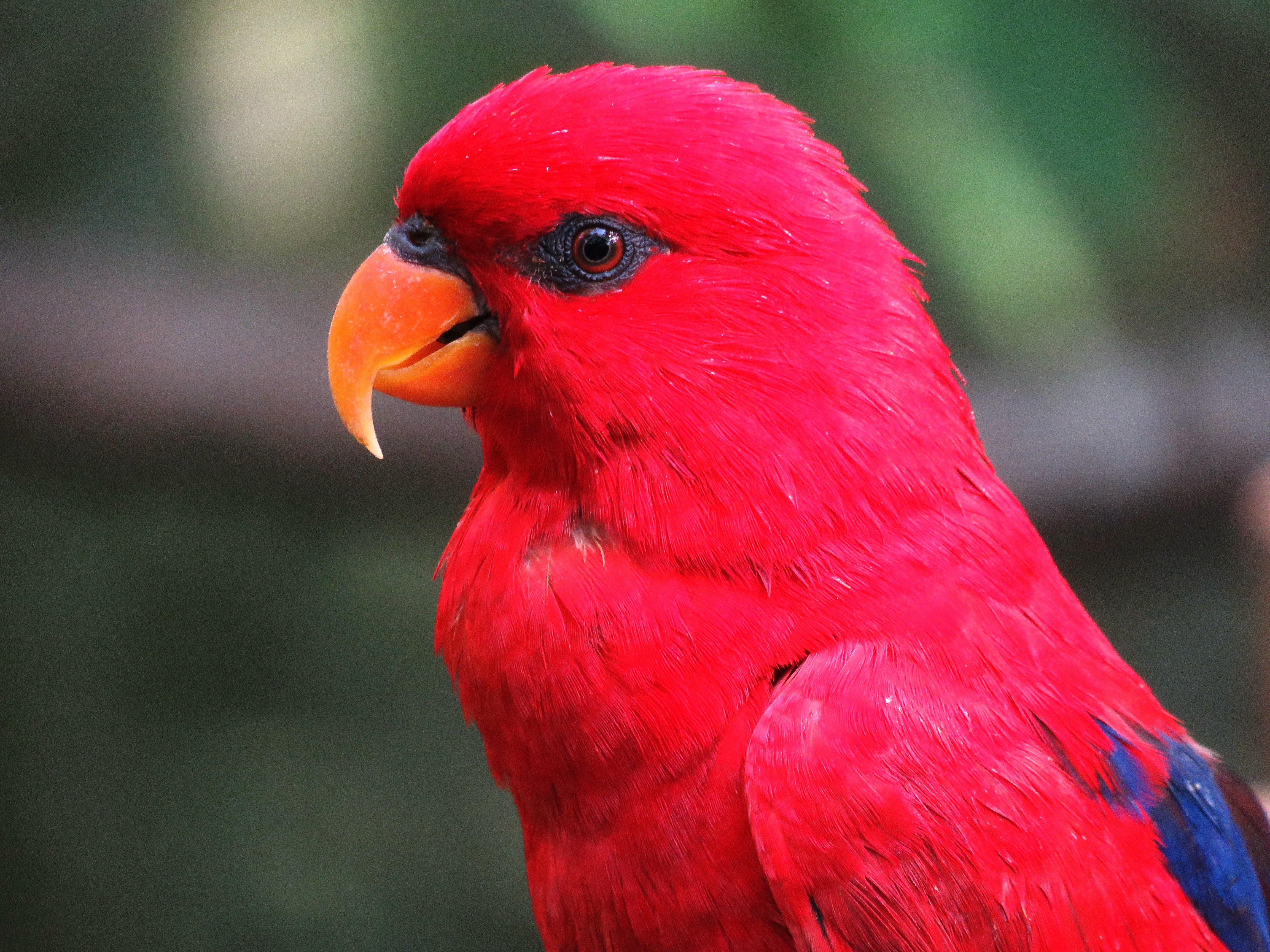 65206 baixar papel de parede papagaios, animais, vermelho, brilhante, arara - protetores de tela e imagens gratuitamente