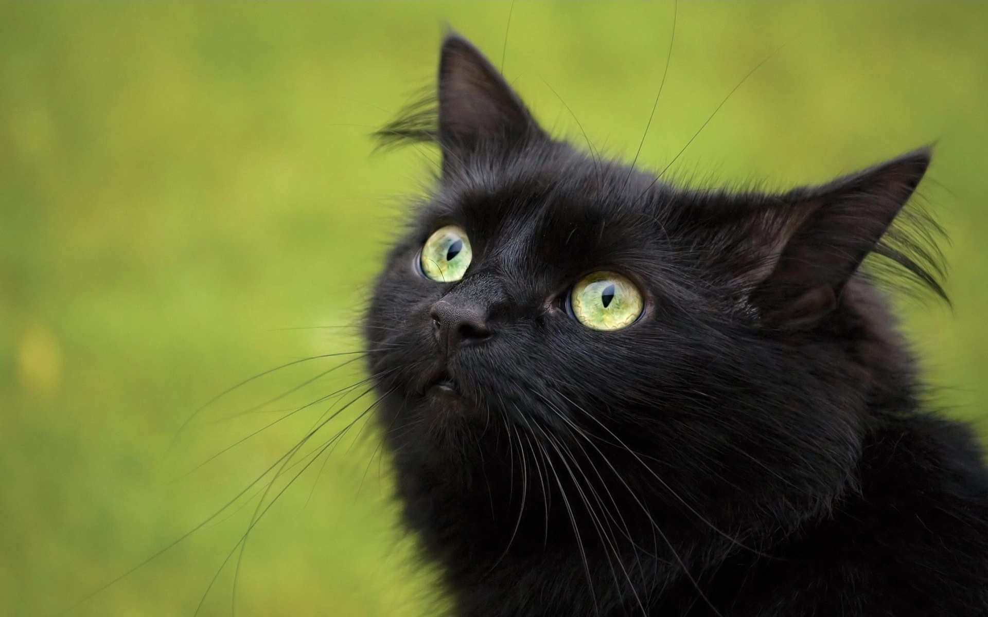 Косой черный кот