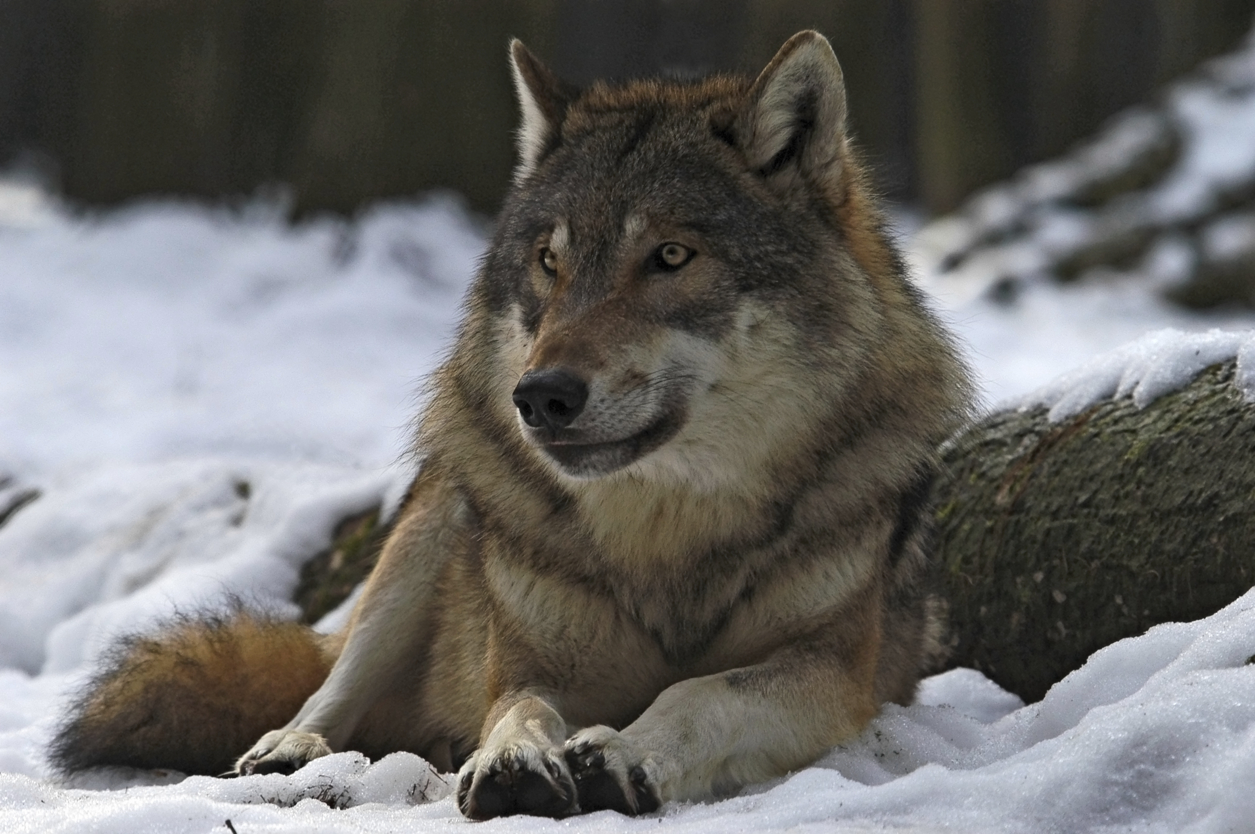 99484 скачать обои волк, лес, вожак, животные, зима, самец - заставки и картинки бесплатно