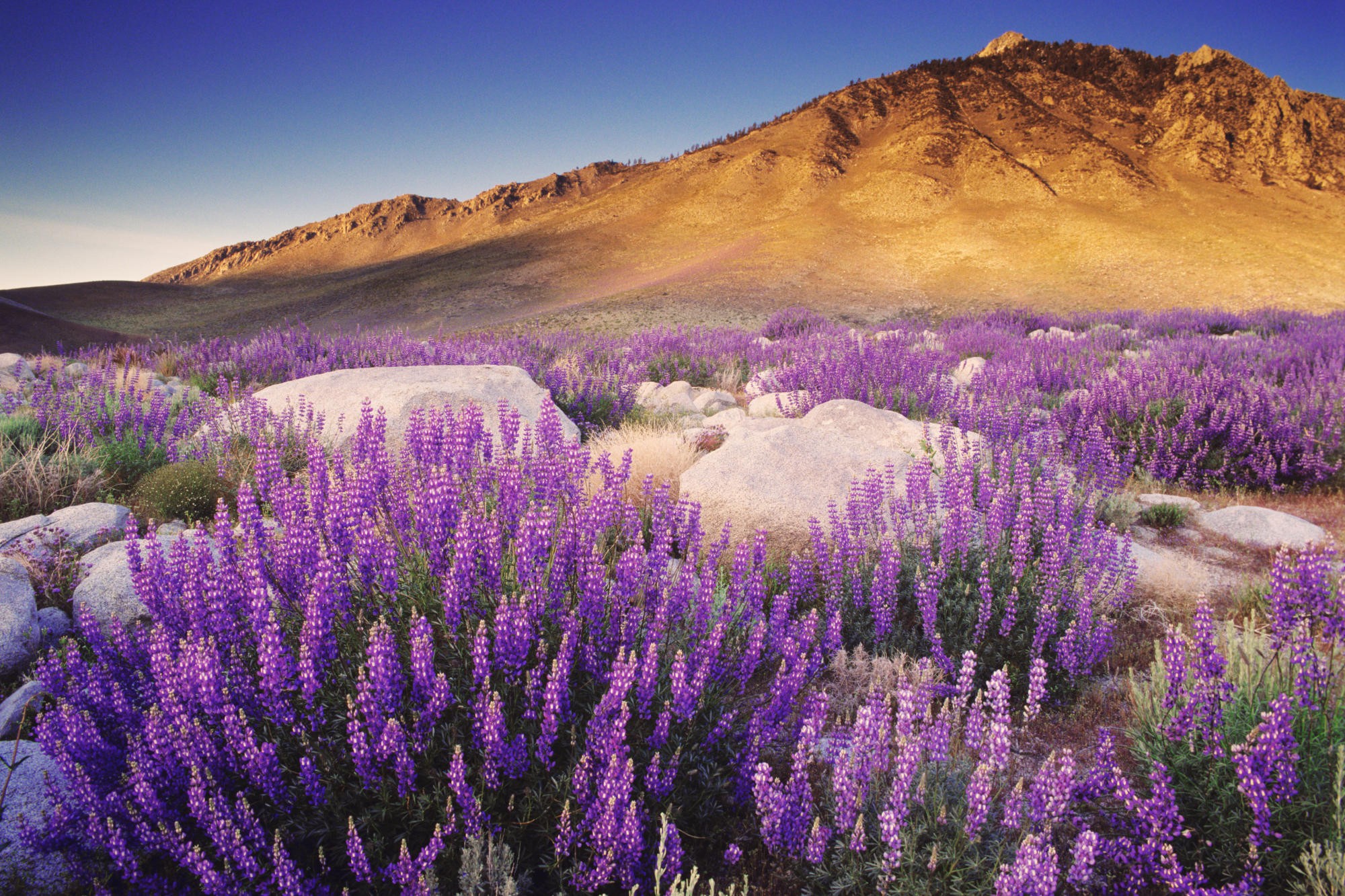 Download mobile wallpaper Purple Flower, Lupine, Spring, Nature, Flower, Mountain, Earth for free.