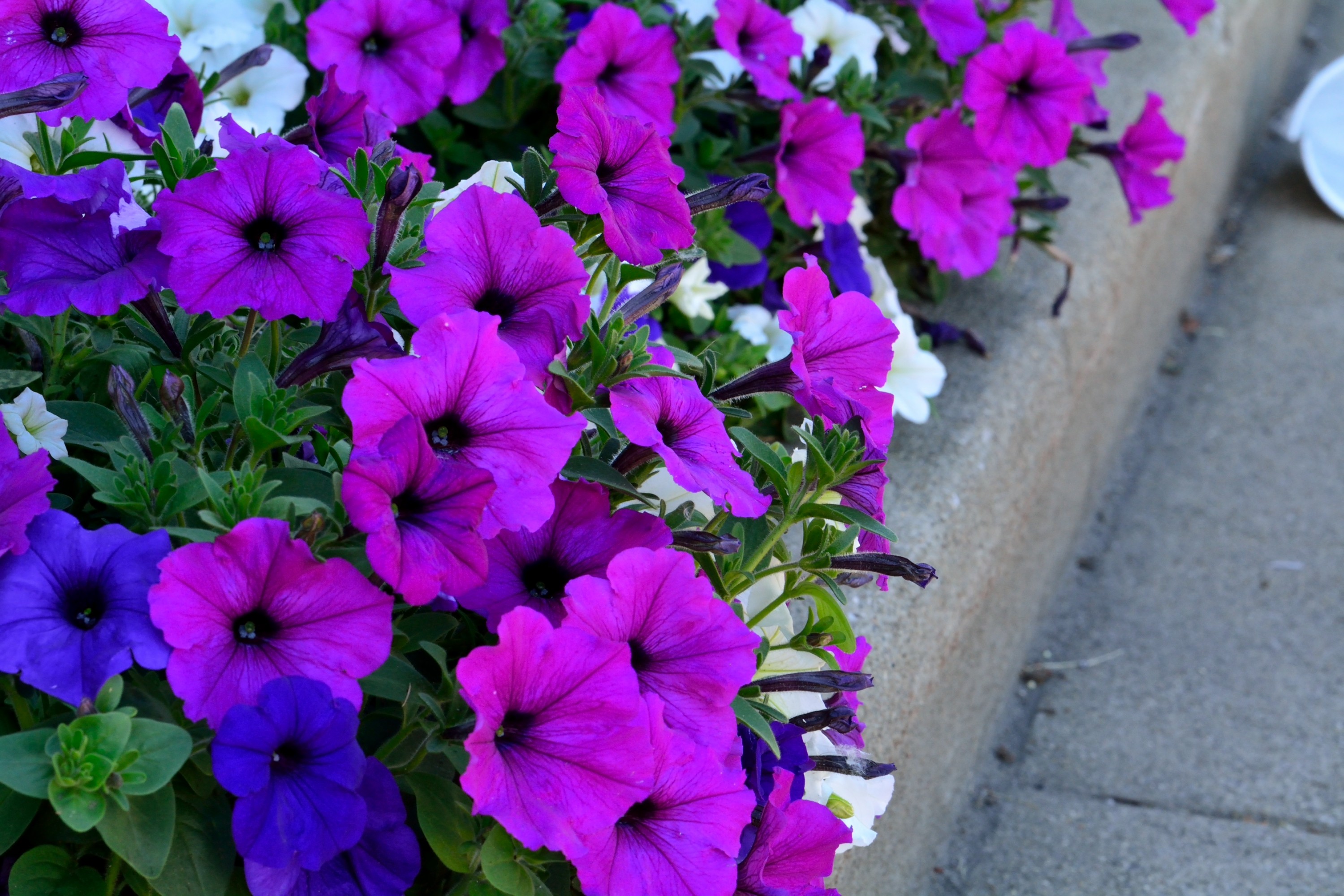 earth, petunia, close up, flower, purple flower, flowers