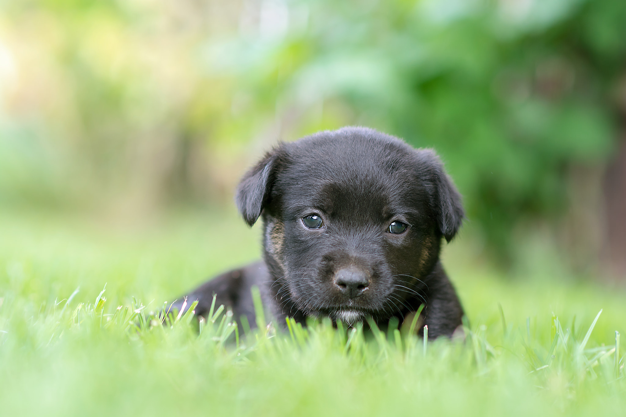 Картинки щеночков. Маленький лабрадор черный. Щенок лабрадора. Про маленького щенка. Маленькая черная собачка.