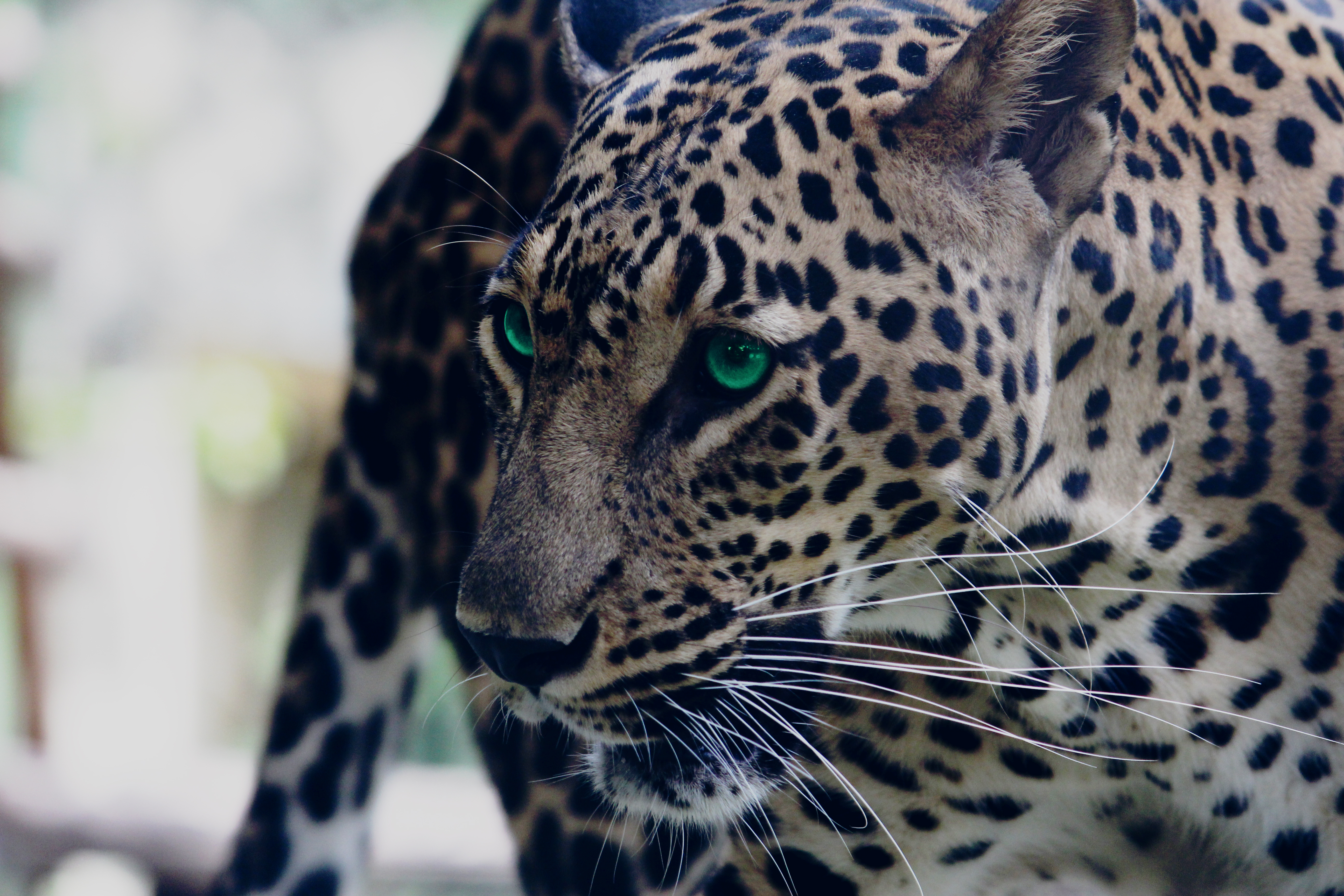 Download mobile wallpaper Sight, Opinion, Muzzle, Green Eyed, Animals, Predator, Leopard for free.