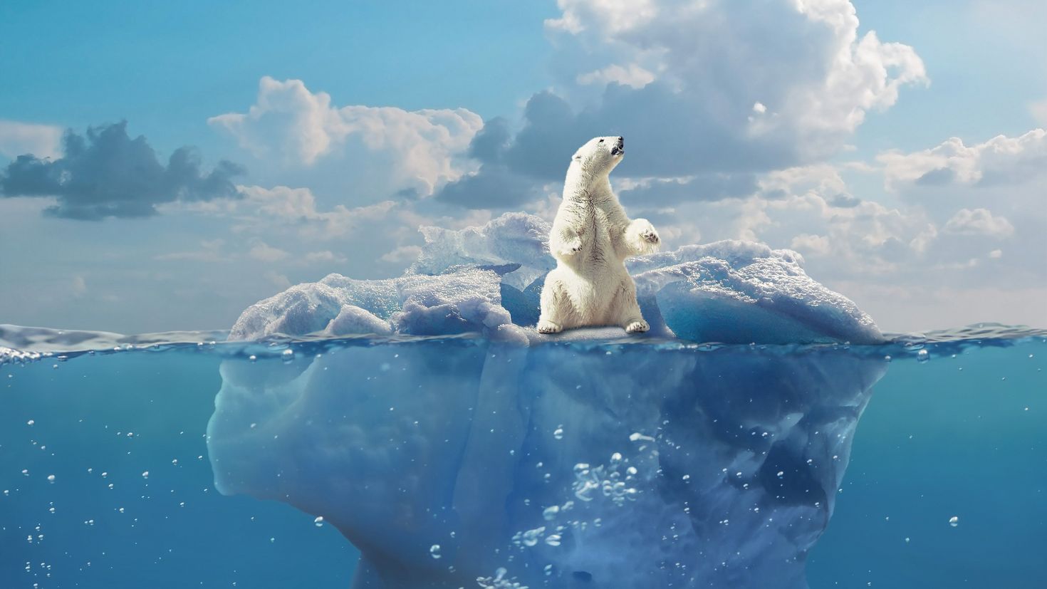 Белый медведь на айсберге