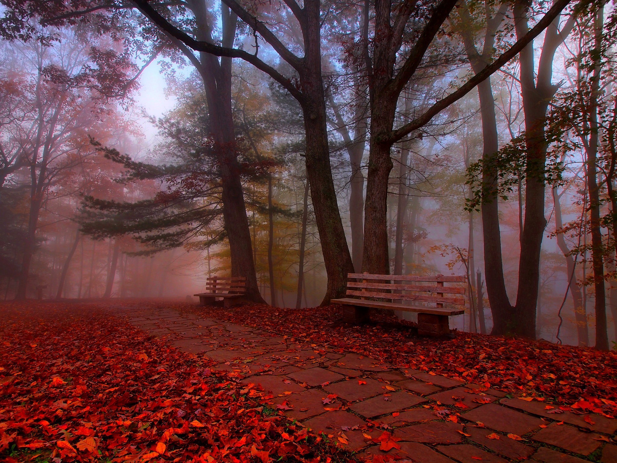 man made, bench, colors, fall, fog, forest, leaf, park, path, stone, tree, walkway mobile wallpaper