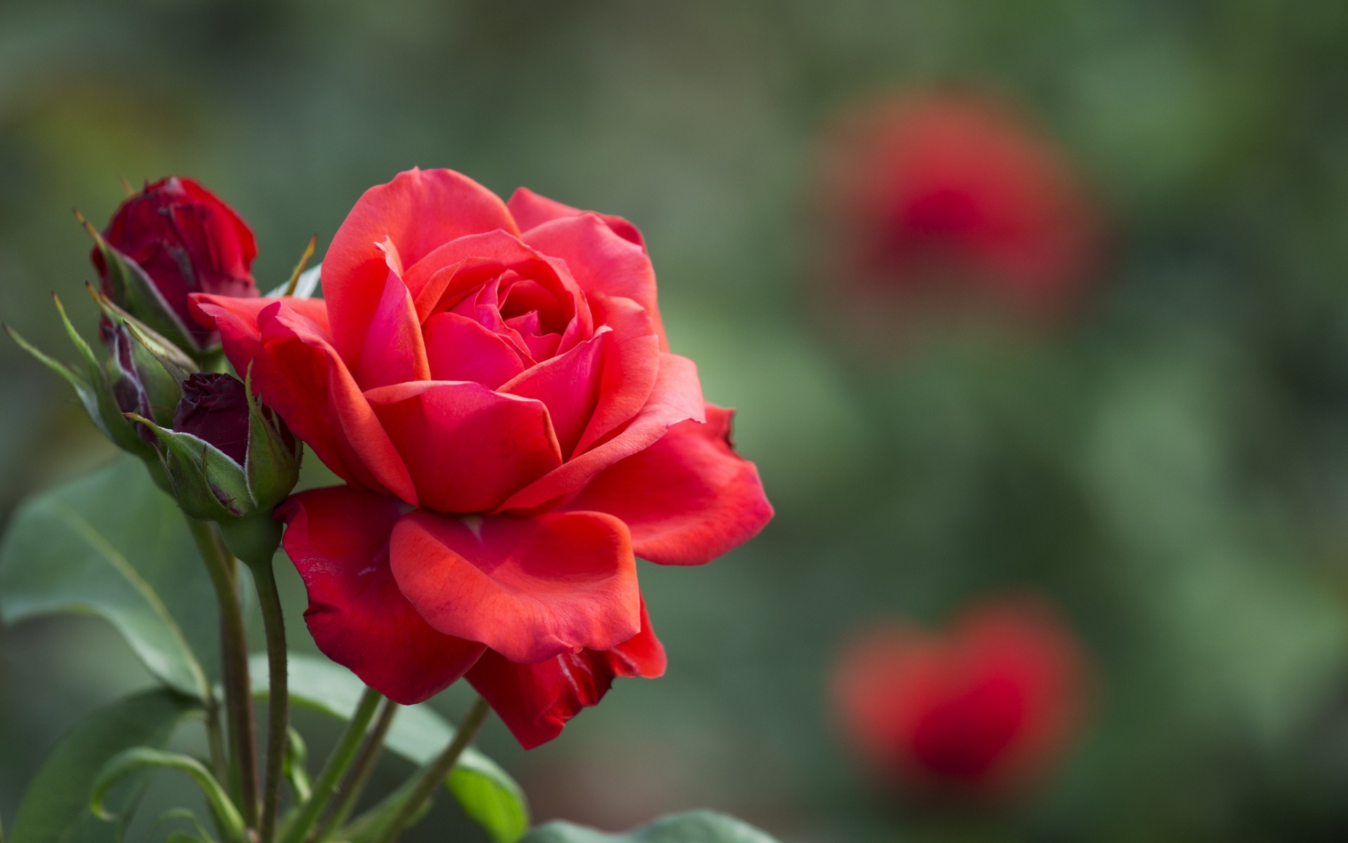 Кокетливая фигура, как ароматная роза, привлекающая внимание