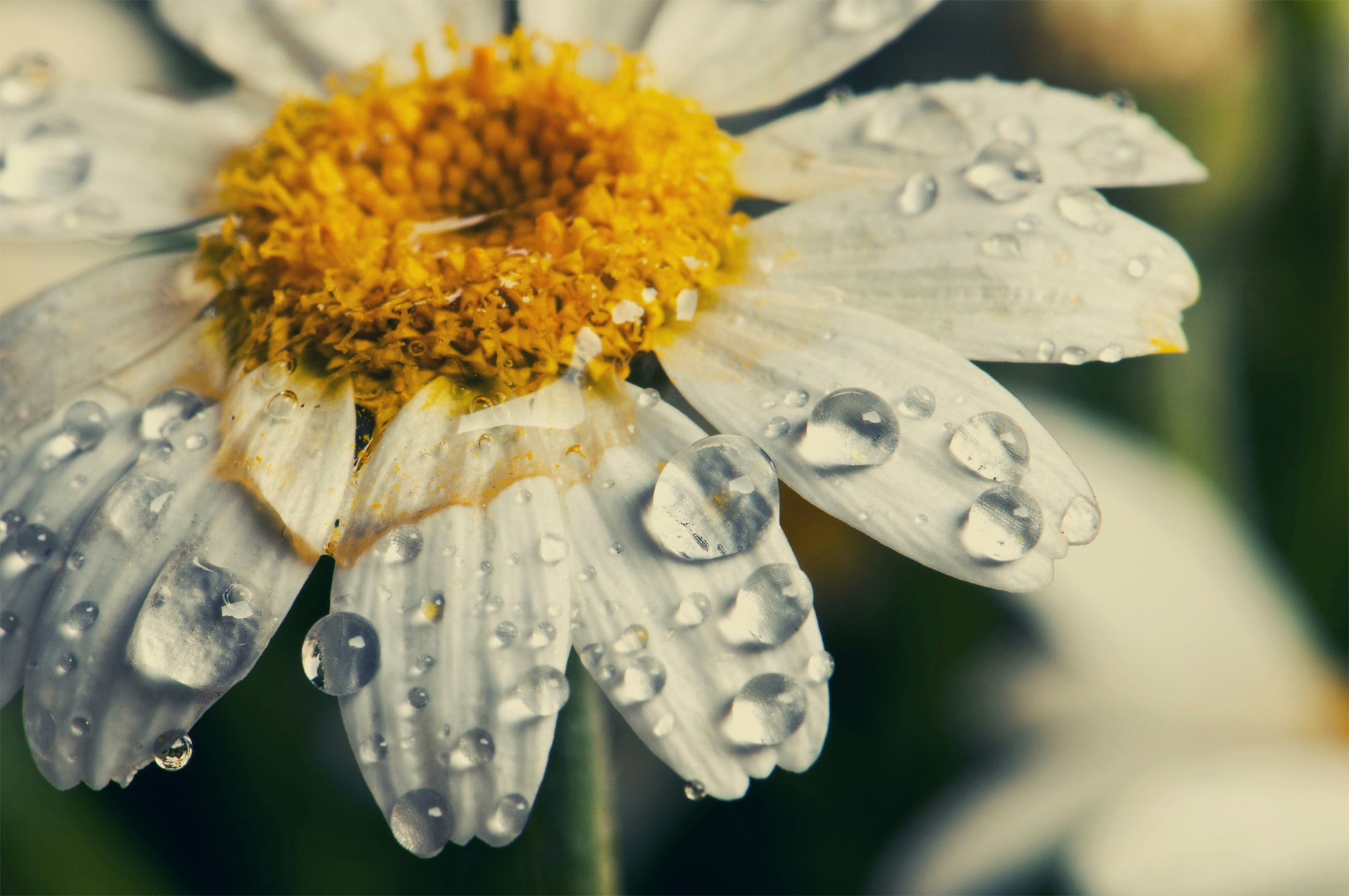 Download mobile wallpaper Nature, Flowers, Flower, Macro, Earth, Daisy, White Flower, Water Drop for free.