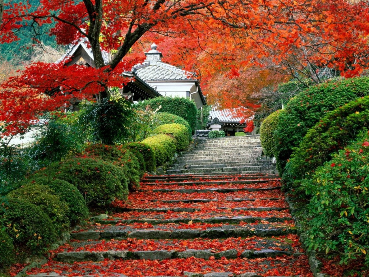 asia, landscape, autumn, leaves Smartphone Background