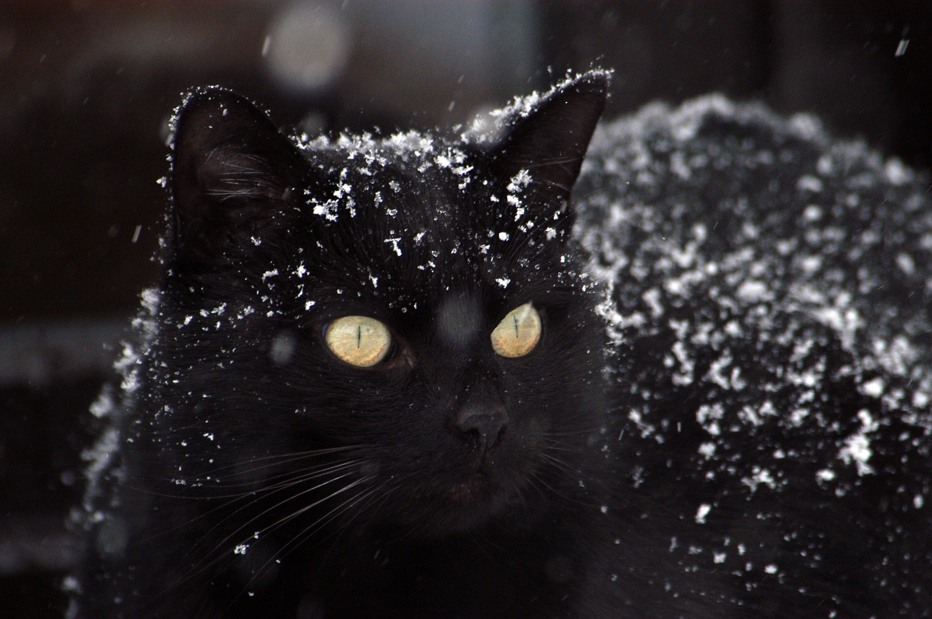 在您的 PC 桌面上免費下載 冬天, 雪, 黑色的, 动物, 猫 圖片