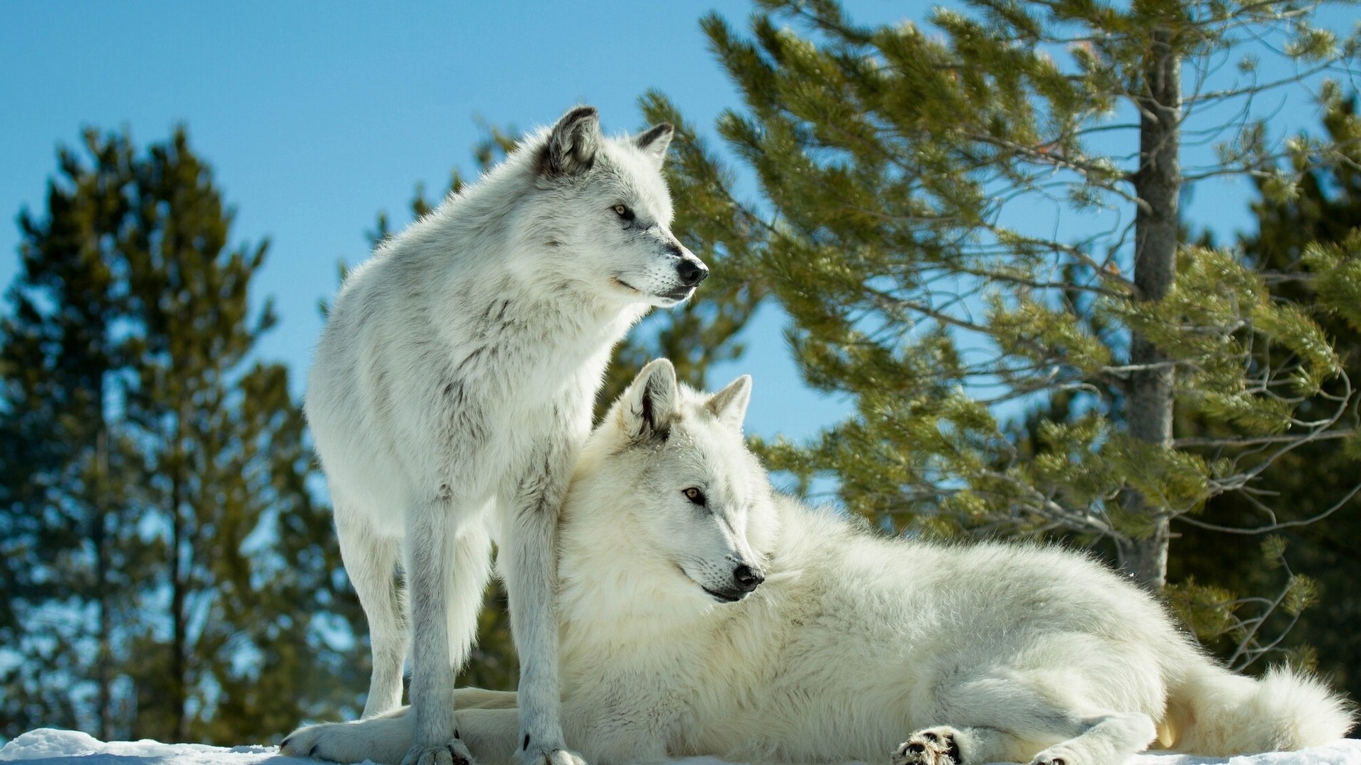 373722 baixar papel de parede lobos, animais, lobo, lobo branco - protetores de tela e imagens gratuitamente