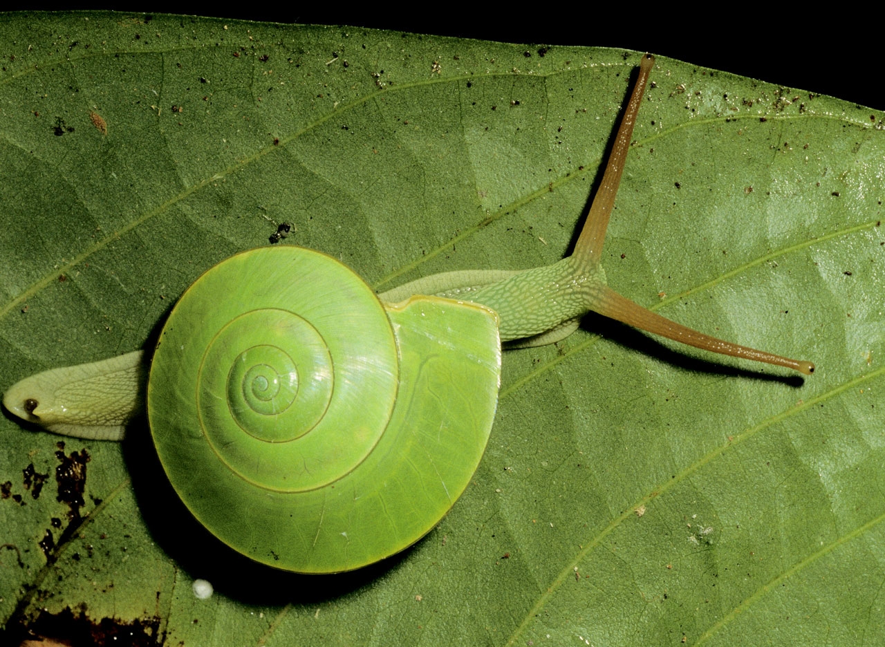 animal, snail, green, leaf Aesthetic wallpaper